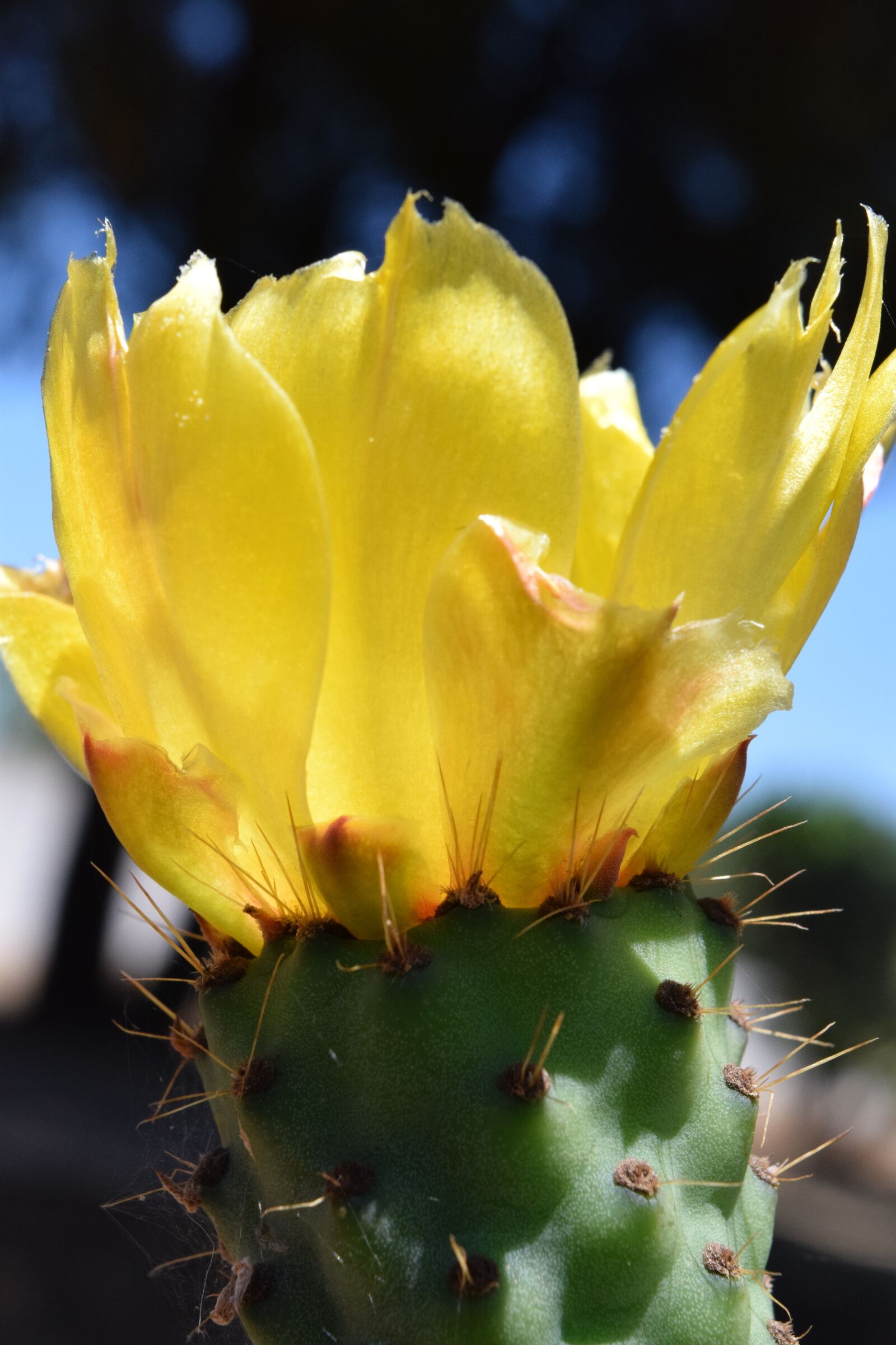 Nikon D3300 sample photo. Cactus, blossom, bloom photography