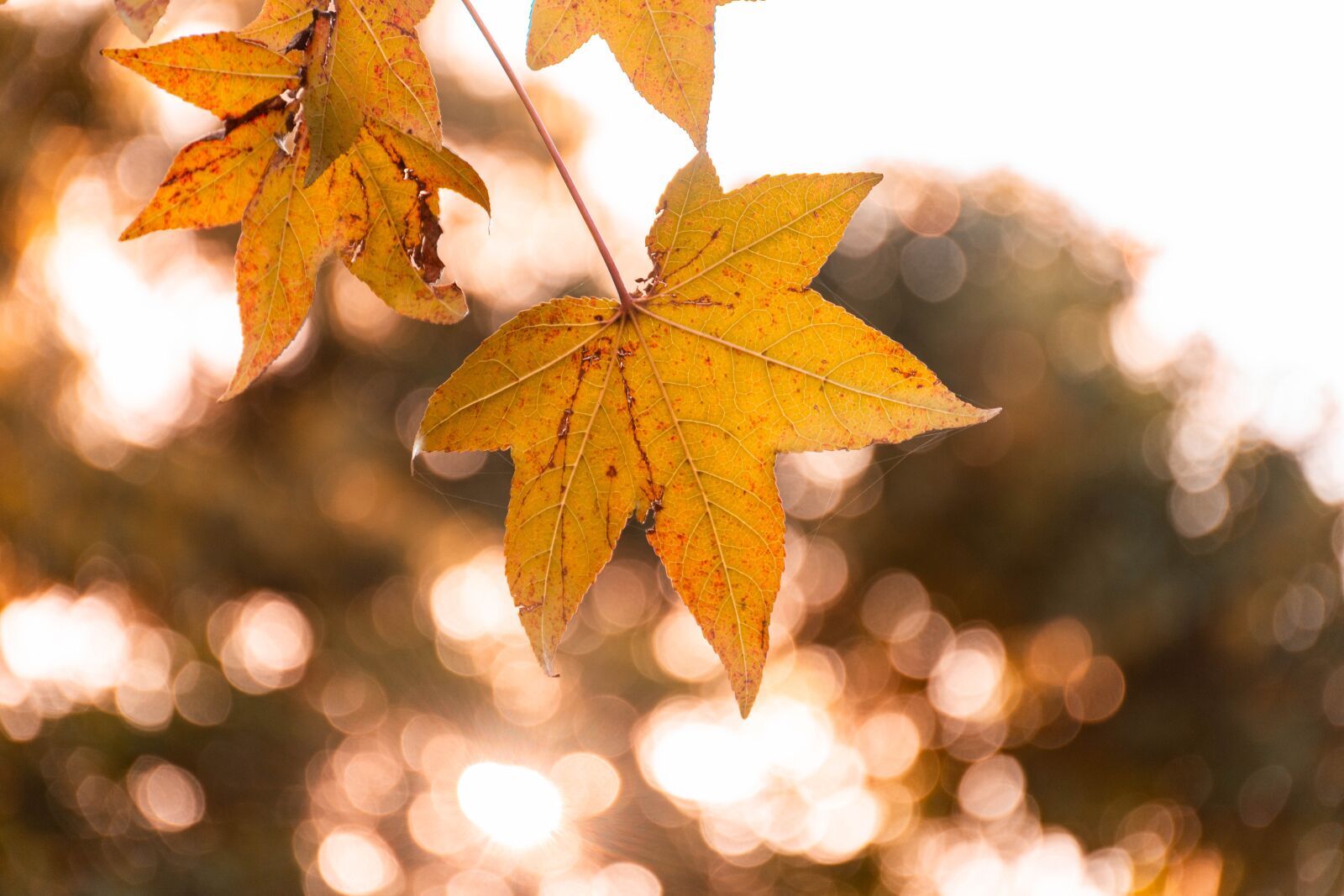 Nikon D7200 sample photo. Autumn, fall, leaves photography