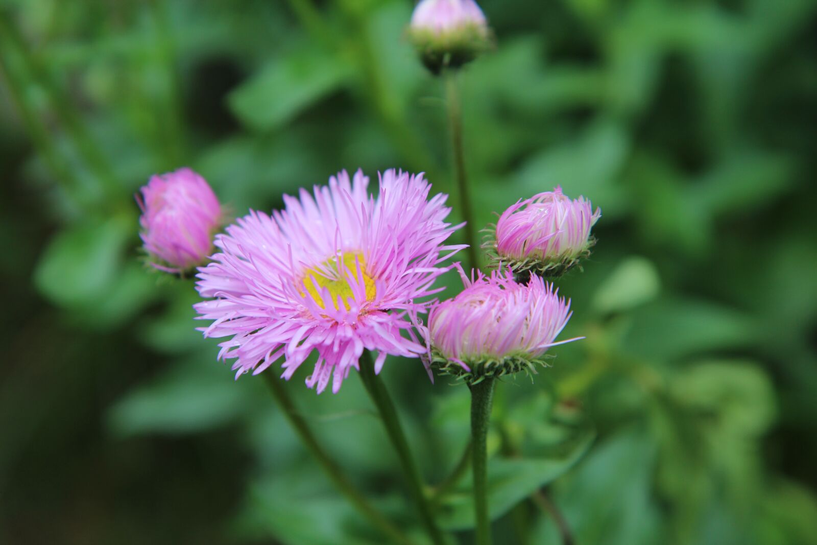 Canon EOS 600D (Rebel EOS T3i / EOS Kiss X5) sample photo. Flowering, pink flowers, perennial photography