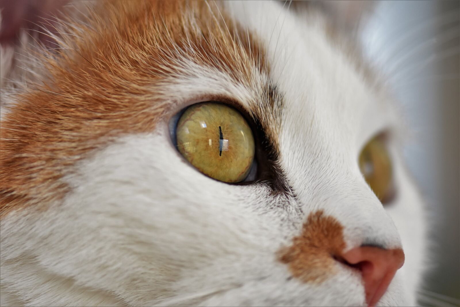 Nikon D5500 sample photo. Cat, animal, cat face photography