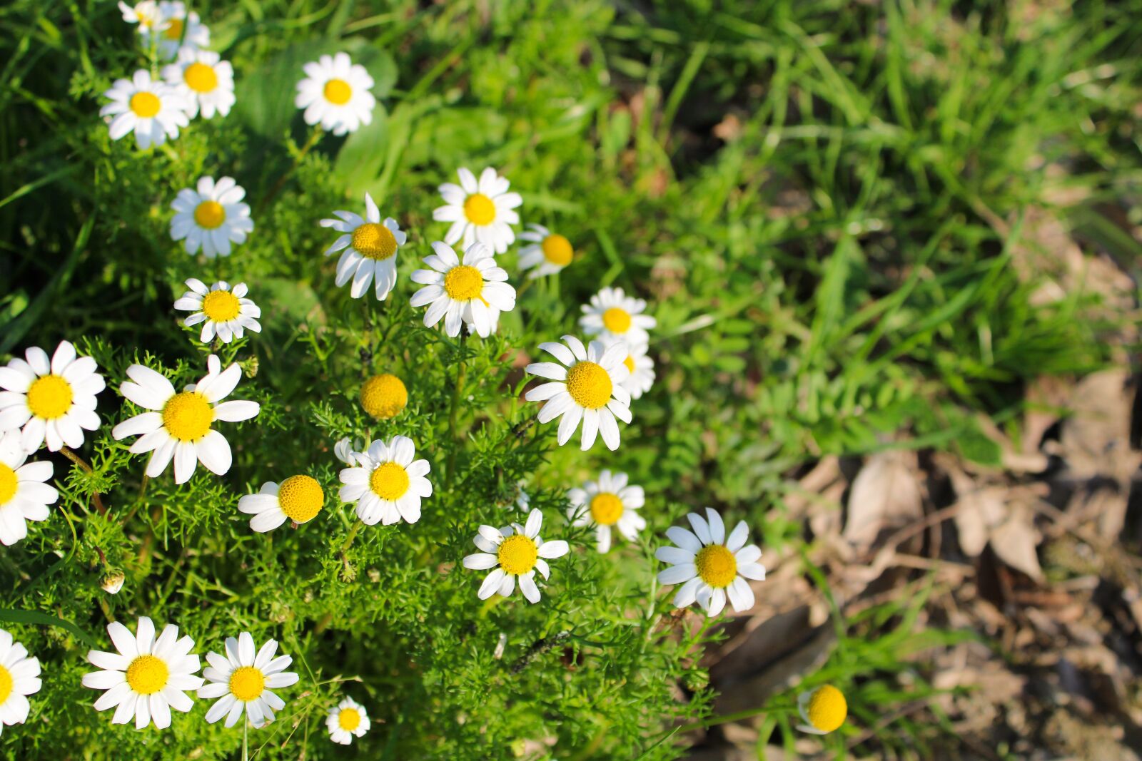 Canon EOS 2000D (EOS Rebel T7 / EOS Kiss X90 / EOS 1500D) sample photo. Meadow, flowers, daisies photography