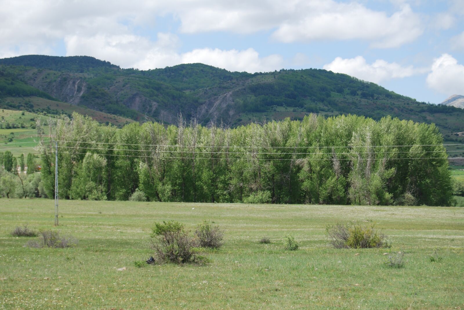 Nikon D60 sample photo. Trees, green, nature photography