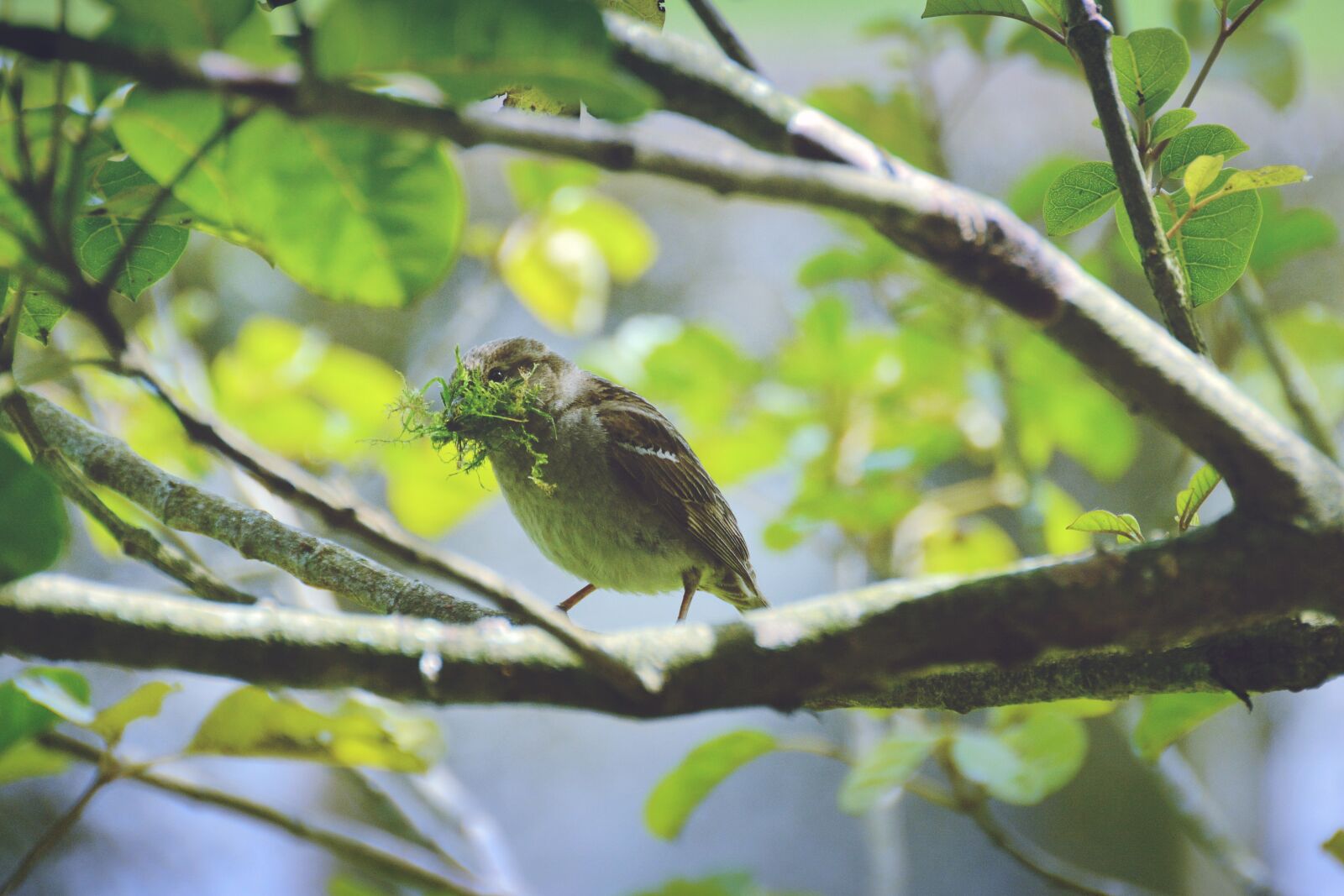 Nikon D7100 sample photo. Sparrow, green, grass photography