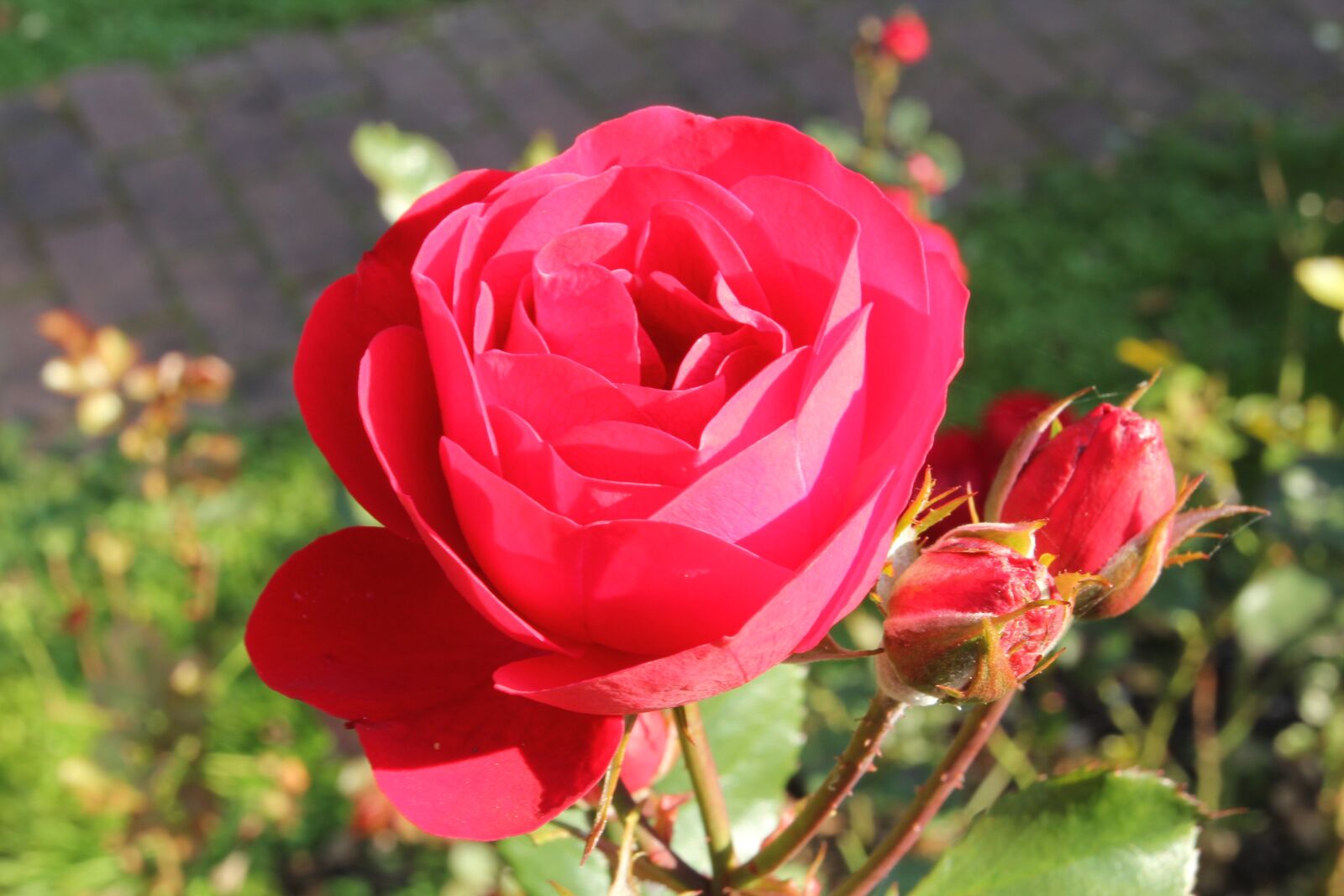 Canon EOS 60D + Canon EF 17-40mm F4L USM sample photo. Rose, flower, red photography