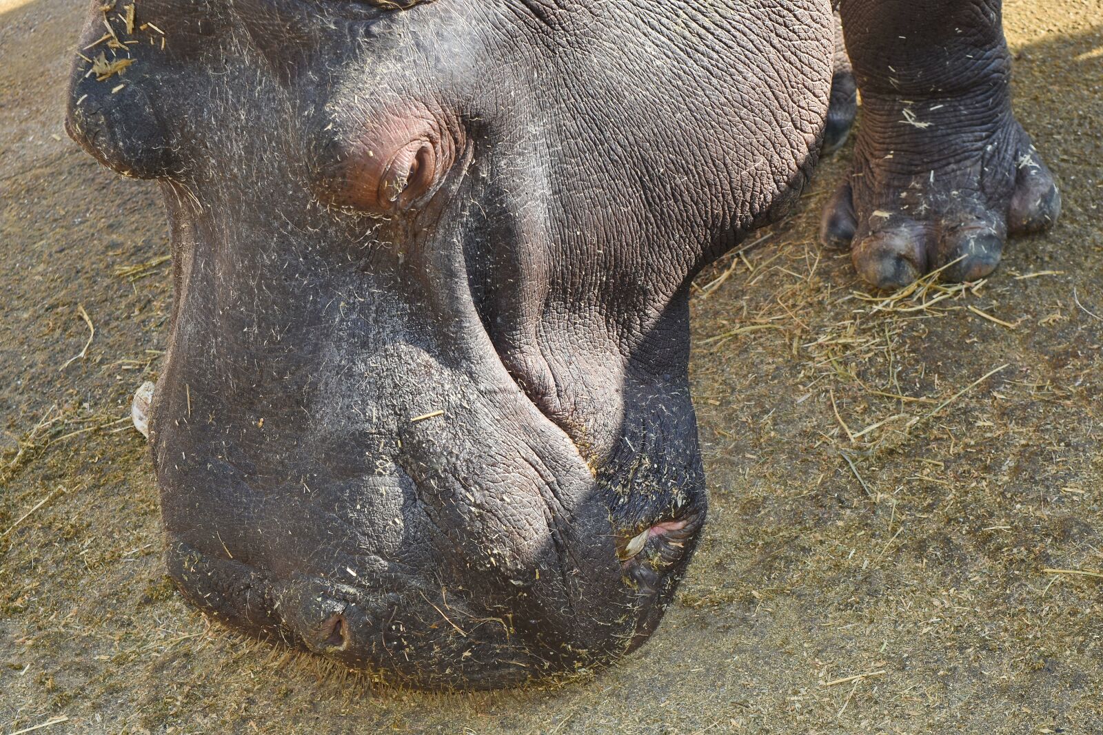 Nikon D5500 sample photo. Hippopotamus, wildlife, nature, animal photography