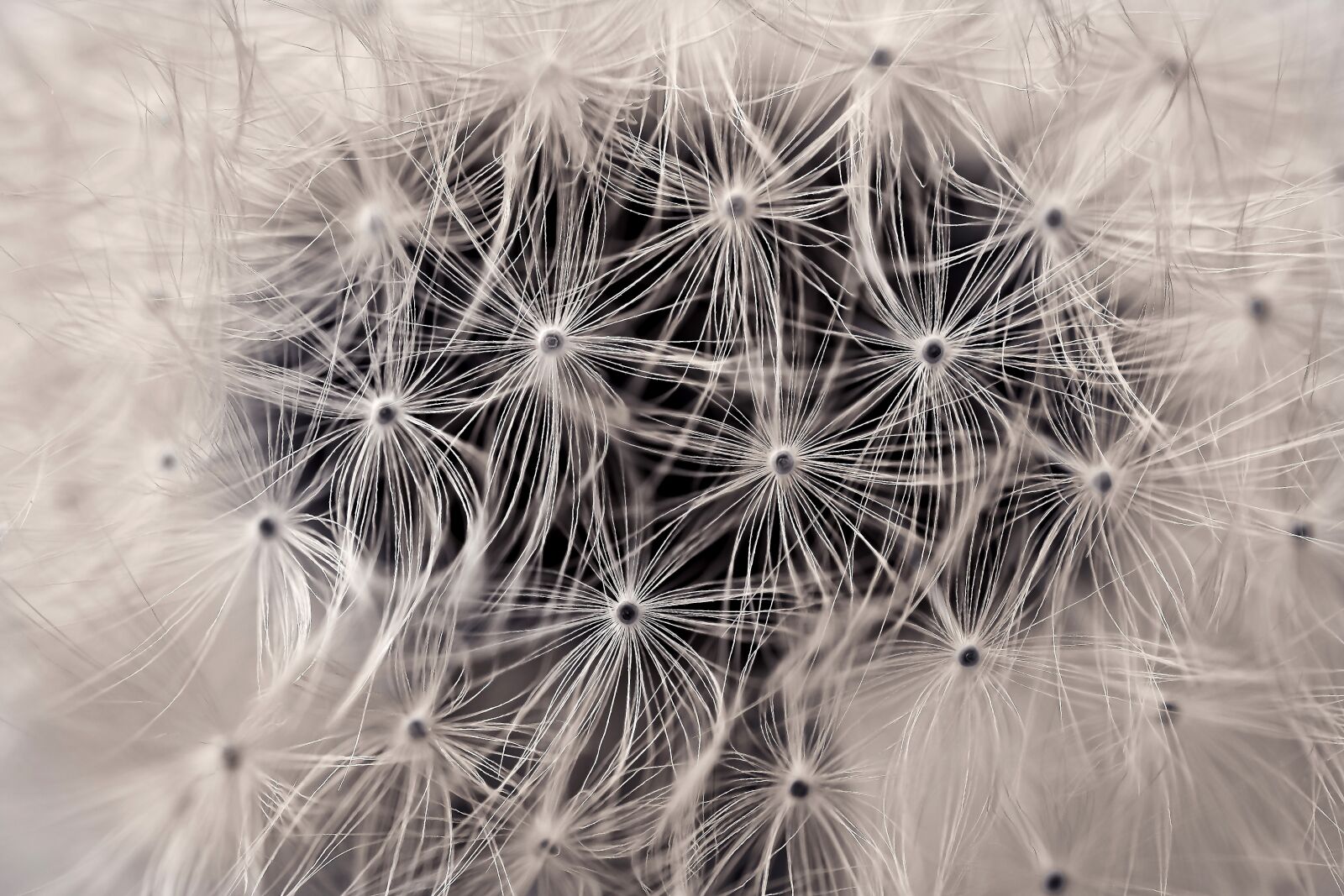 Olympus OM-D E-M10 sample photo. Dandelion, close up, pointed photography