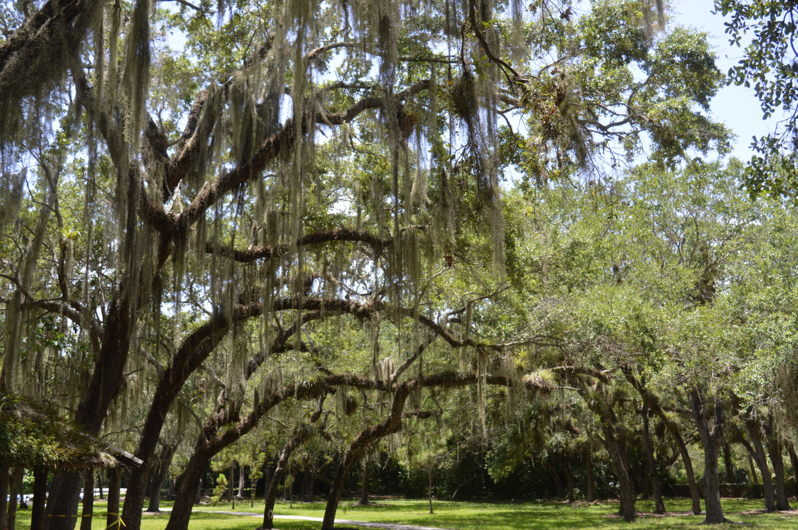 Nikon D3200 sample photo. Miami, nature, park, trees photography