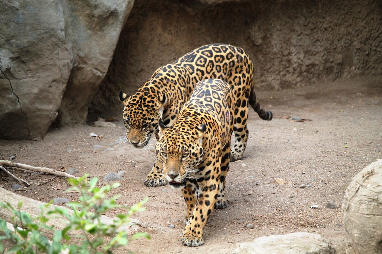 Canon EOS 1100D (EOS Rebel T3 / EOS Kiss X50) sample photo. Jaguars, cats, animals photography