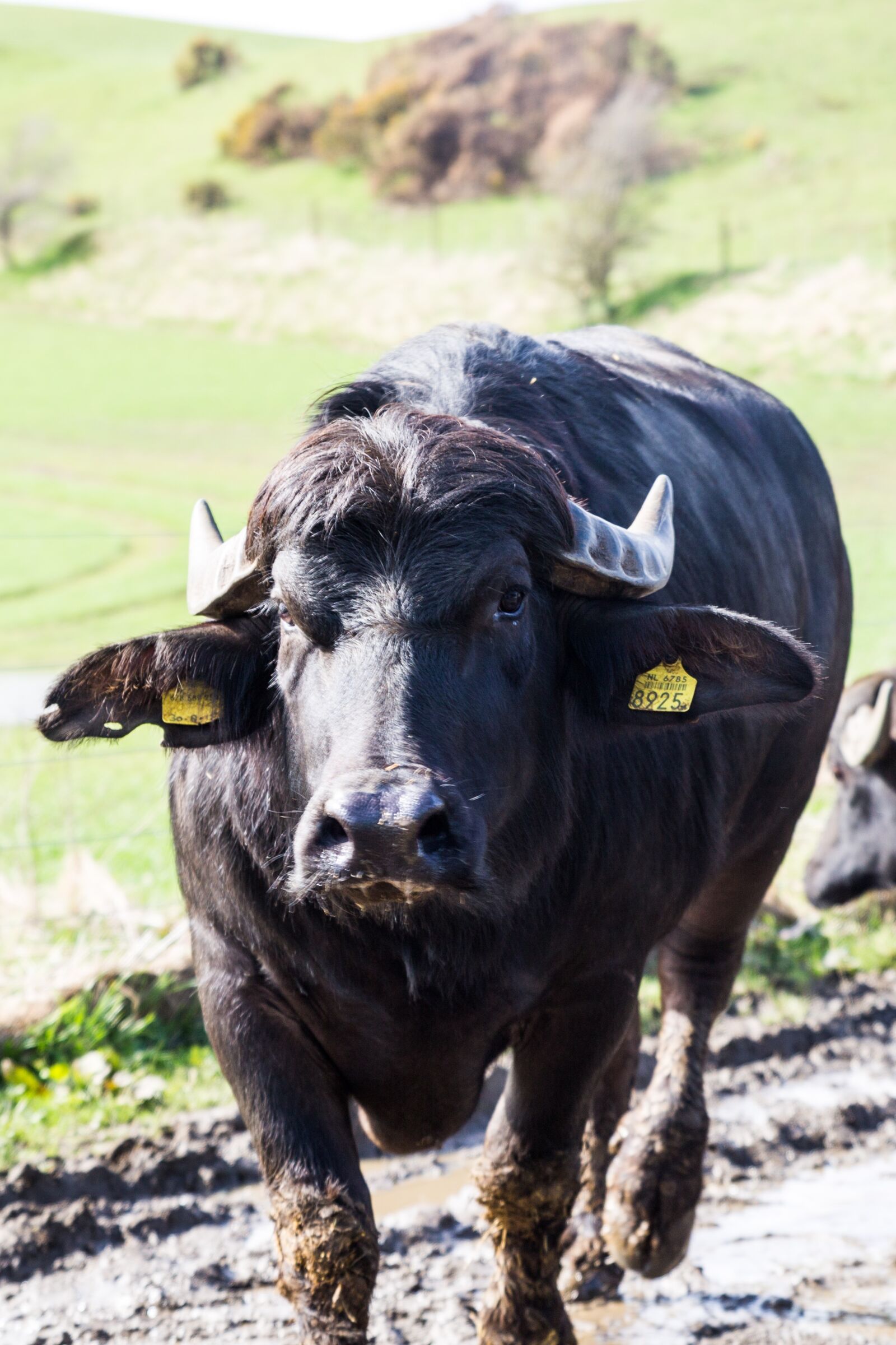 Canon EOS 5D Mark III sample photo. Animal, farm, cattle photography