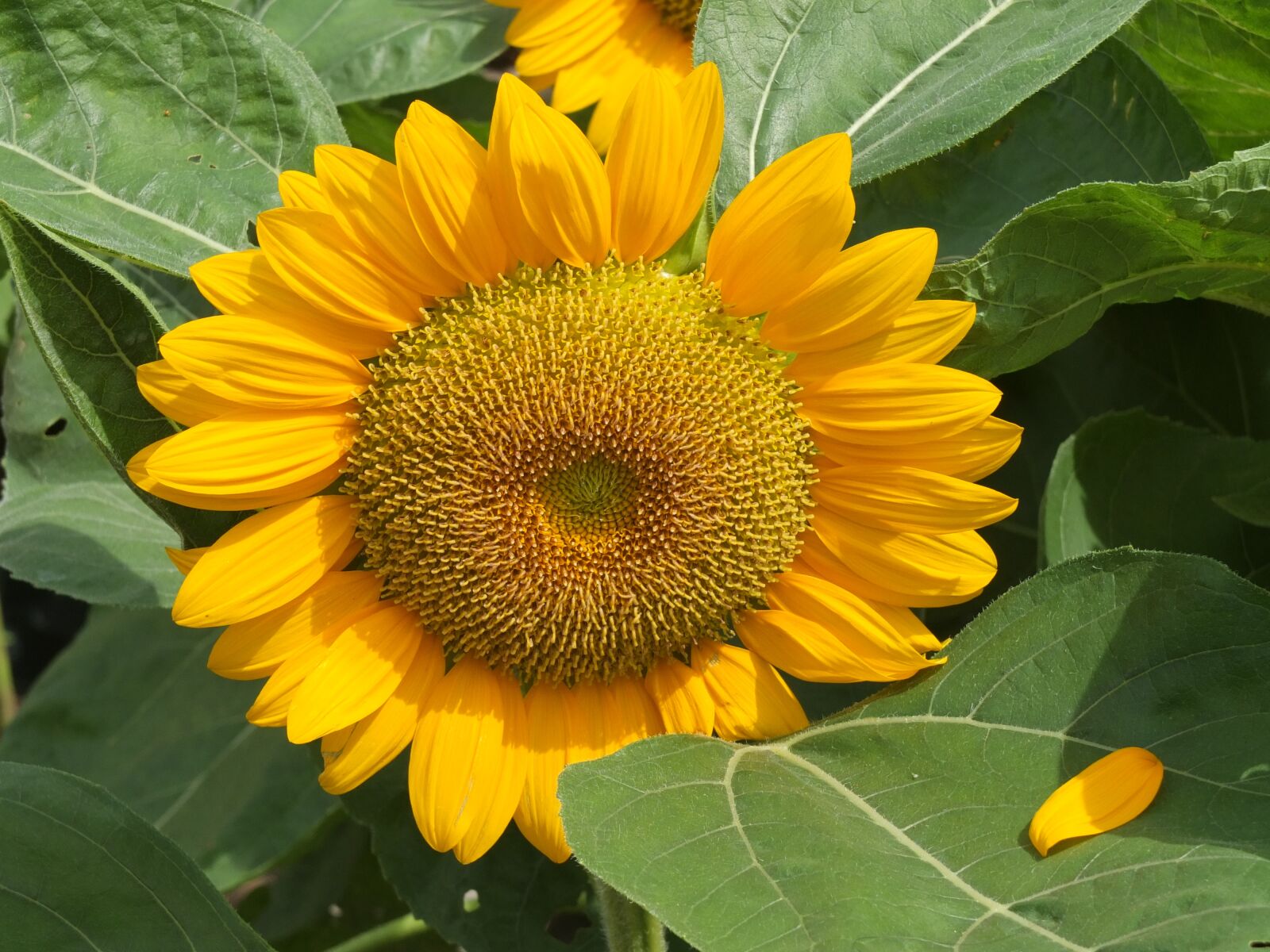 Fujifilm X10 sample photo. Sunflower, yellow, nature photography