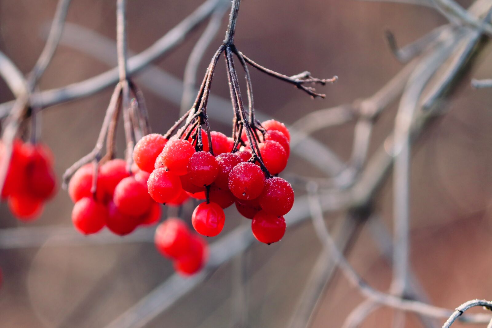Canon EOS 200D (EOS Rebel SL2 / EOS Kiss X9) sample photo. Berries, fruits, wild shrub photography