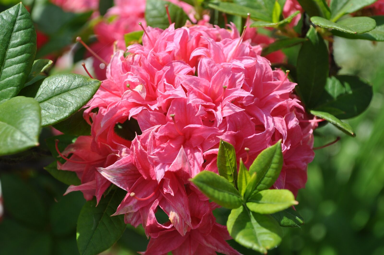 Nikon D5000 sample photo. Rhododendron, pink rhododendron, blossom photography