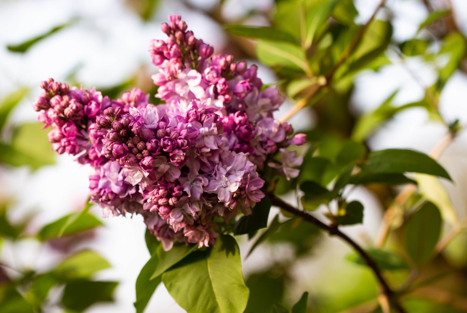 Canon EF 100mm F2.8L Macro IS USM sample photo. Without, lilac, plant photography