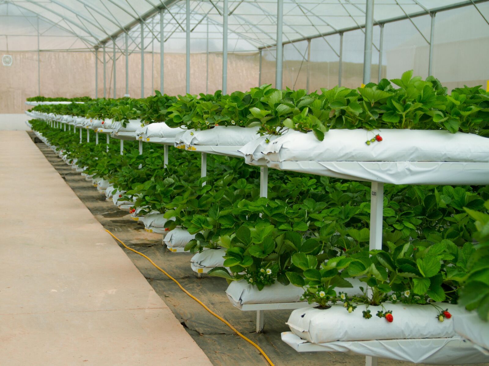 Canon EOS 7D sample photo. Strawberries, greenhouses, agriculture photography