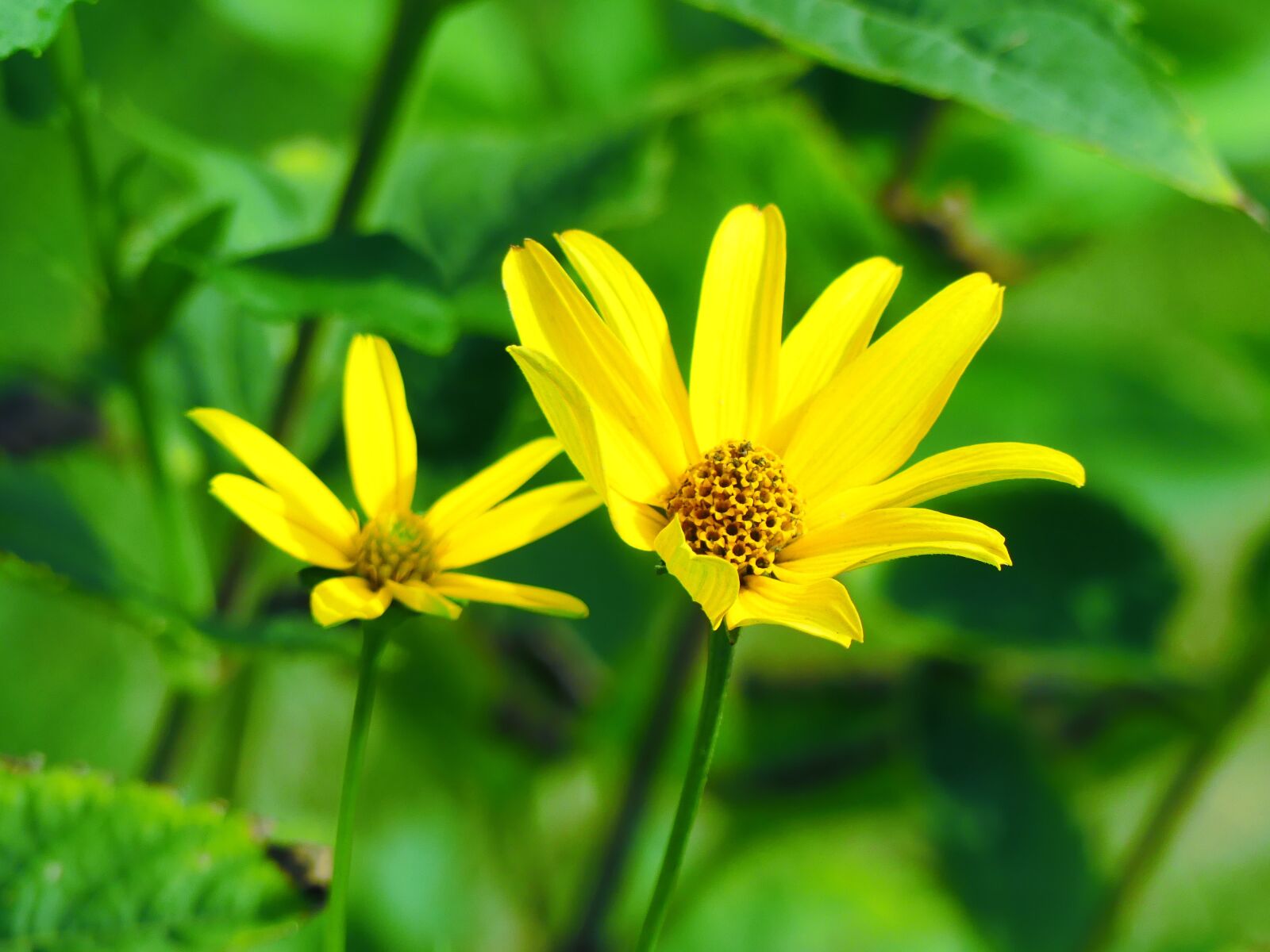 Panasonic Lumix DMC-FZ300 sample photo. Yellow flower, petals, pollen photography