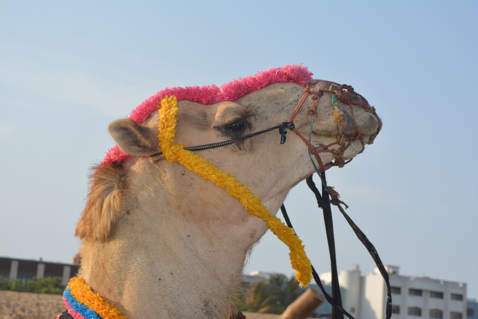 Nikon D5200 sample photo. Camel, camel at the photography