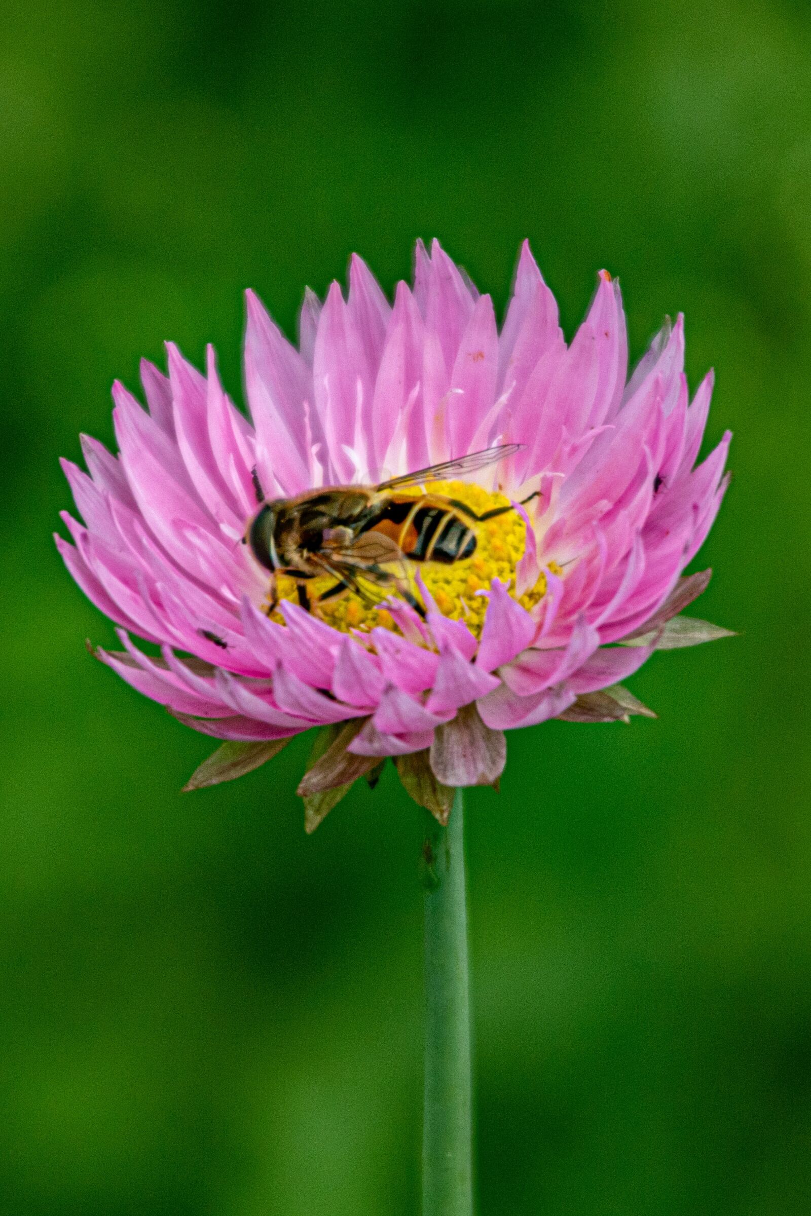 Canon EOS 750D (EOS Rebel T6i / EOS Kiss X8i) sample photo. Bee, flower, purple photography