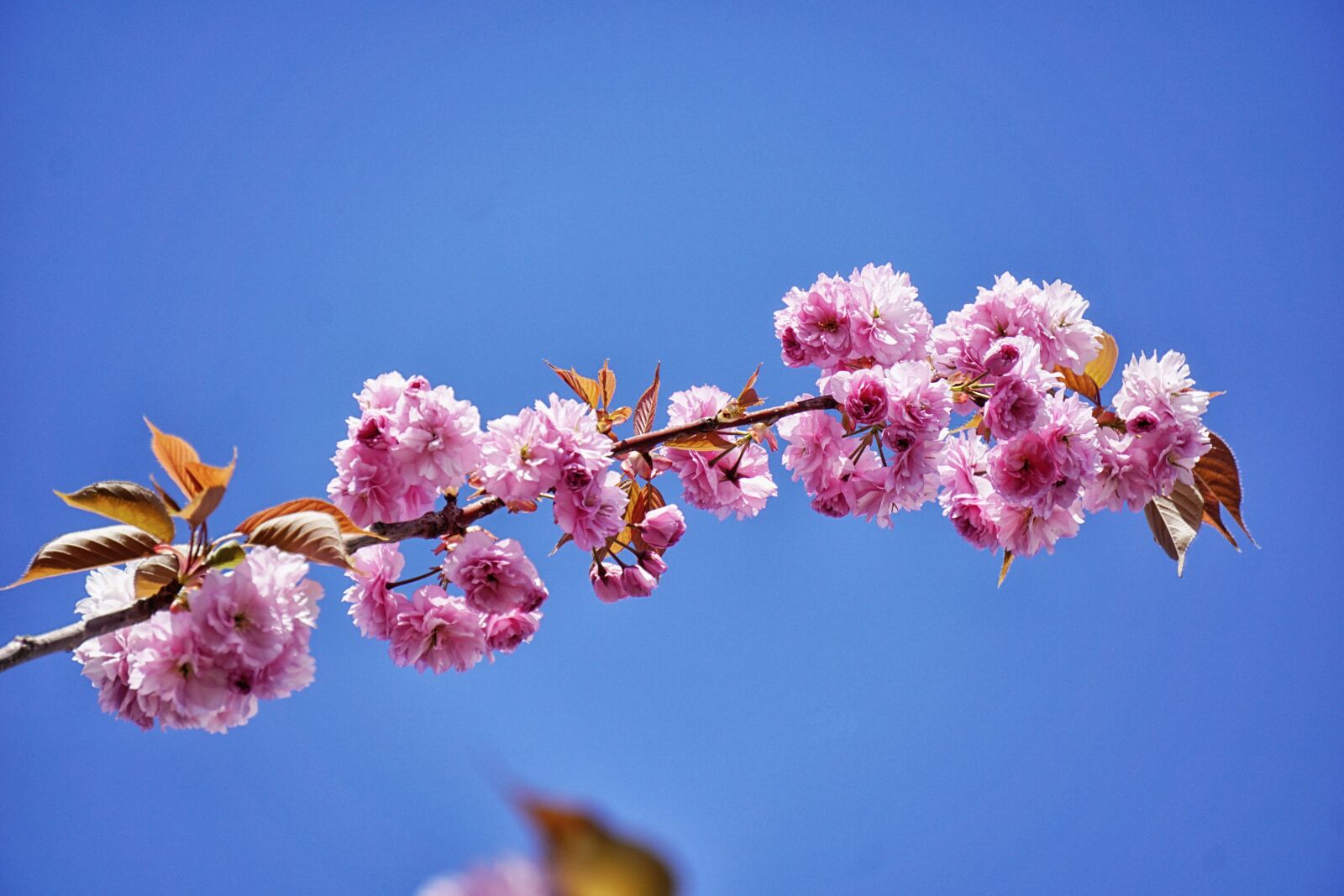 Sony a6000 sample photo. Japan cherry tree, tree photography