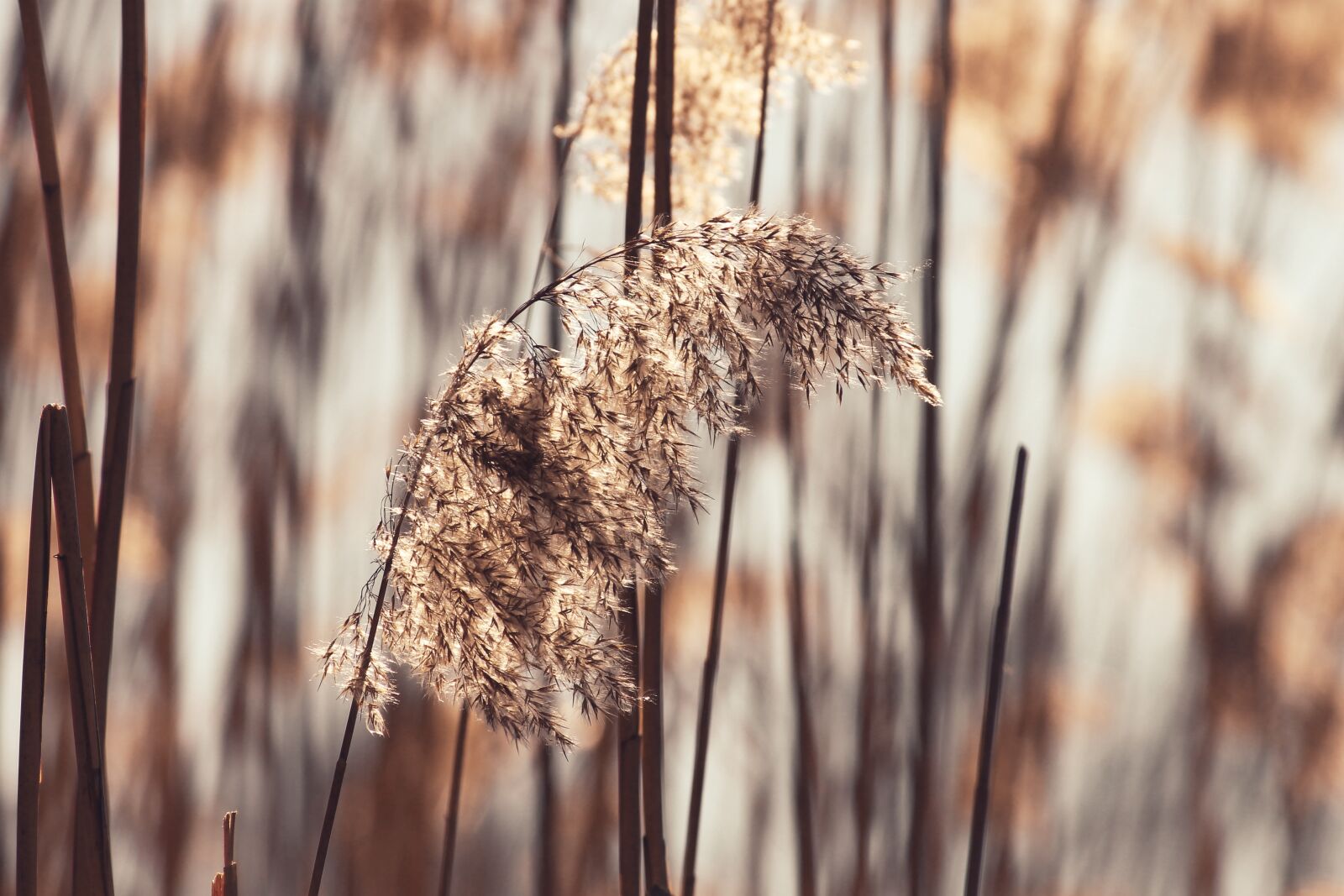 Canon EOS 1100D (EOS Rebel T3 / EOS Kiss X50) sample photo. Grass, blade of grass photography
