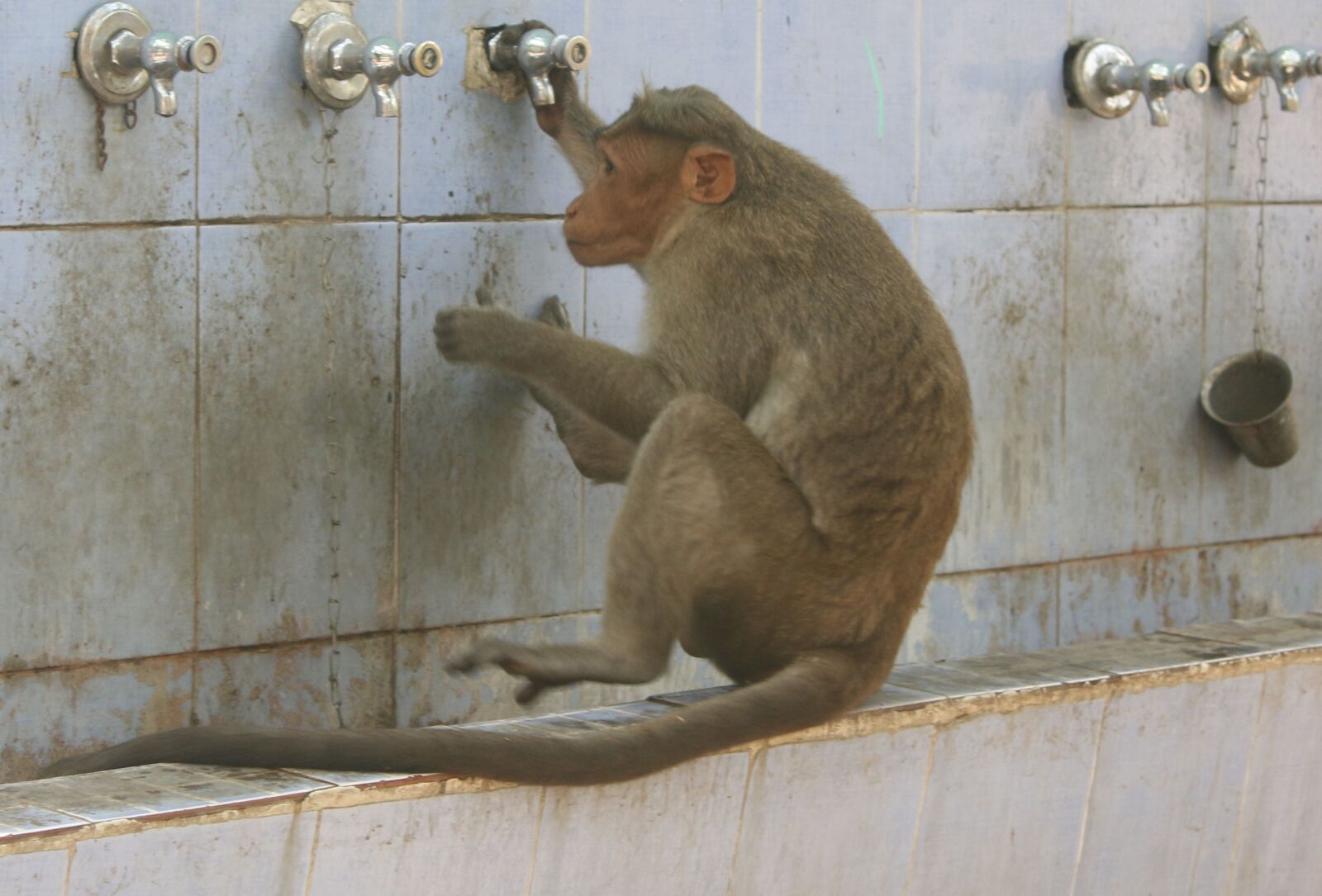 Canon EOS 70D + Canon EF-S 18-55mm F3.5-5.6 IS sample photo. Gorilla, monkey, animal zoo photography