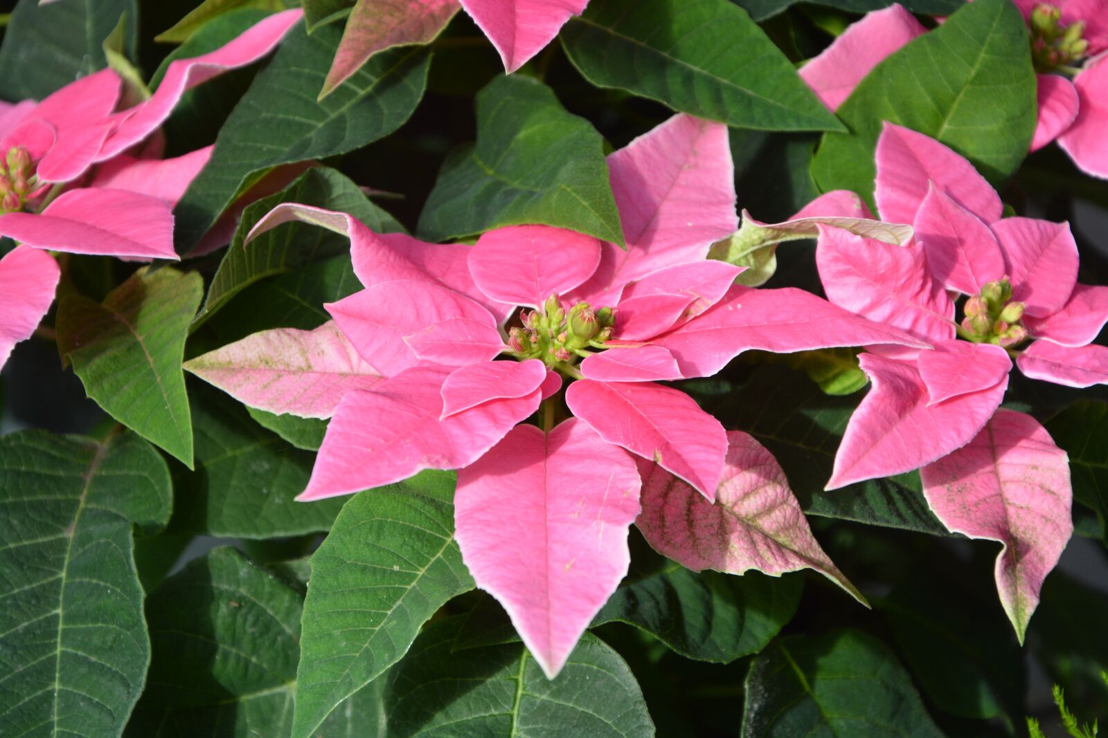Nikon D5200 sample photo. Pink flowers, princettia, flowering photography
