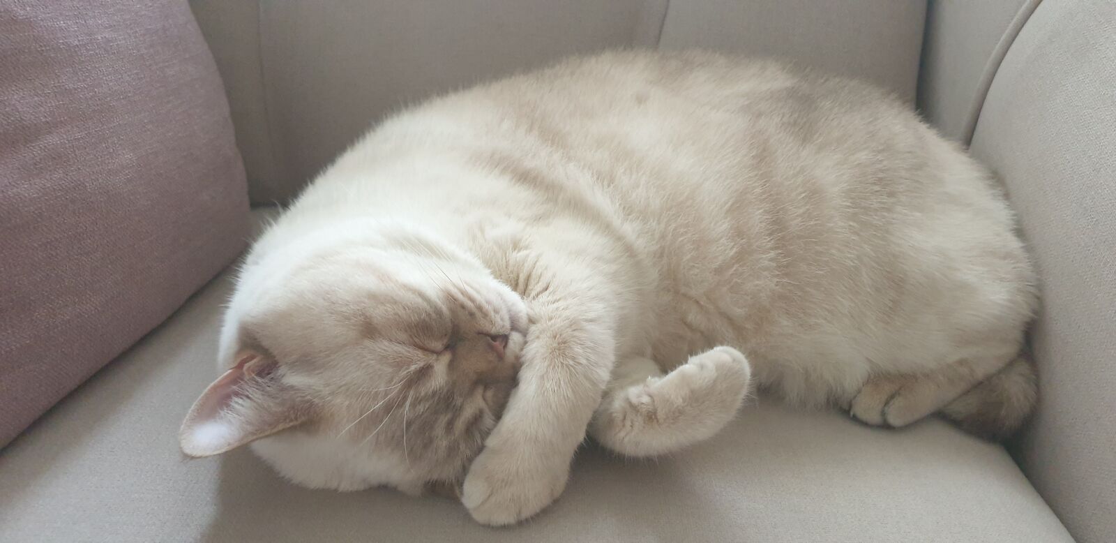 Samsung SM-G965F sample photo. Cat, cats, animal photography