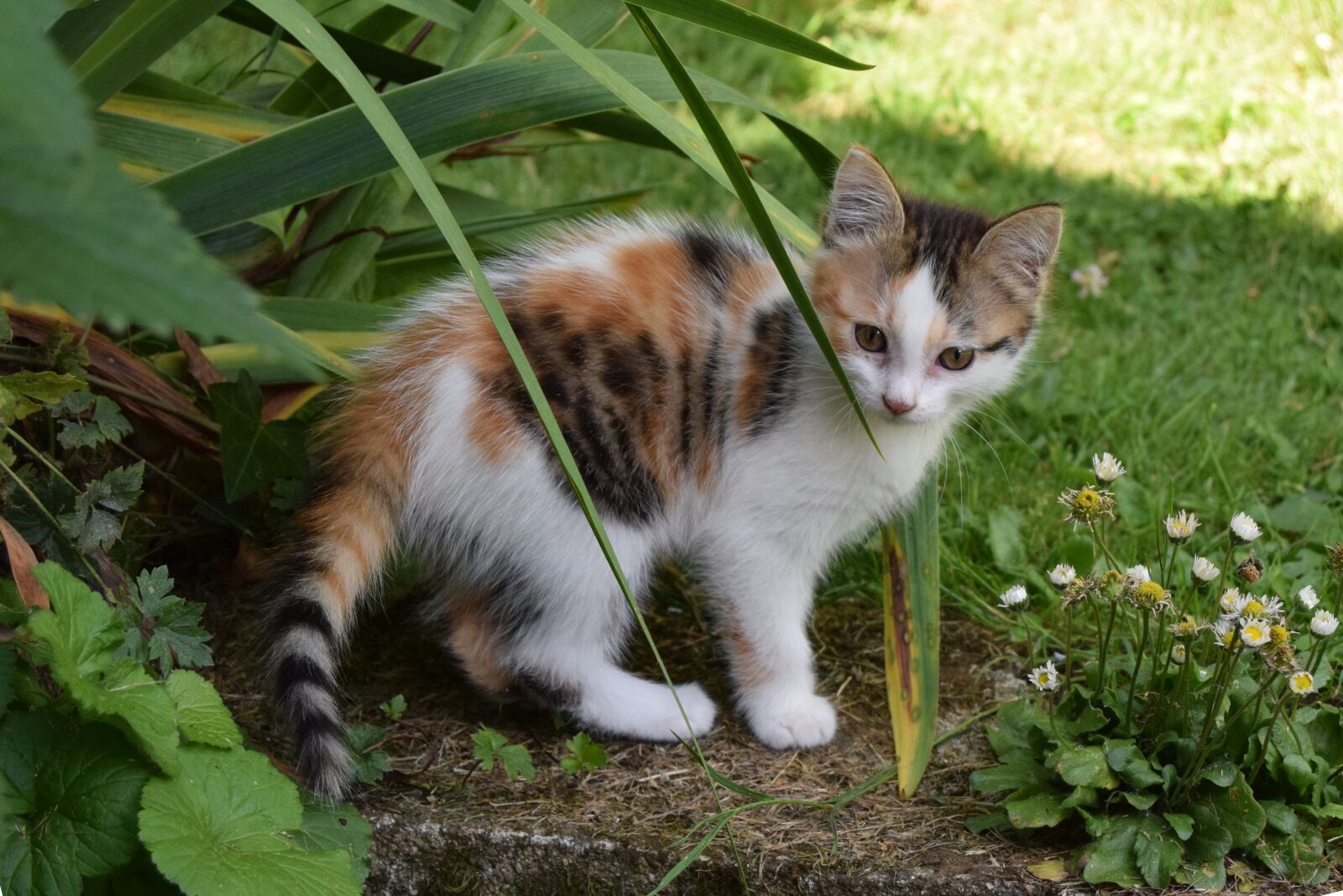 Nikon D3300 sample photo. Kitten, tricolor, animal photography