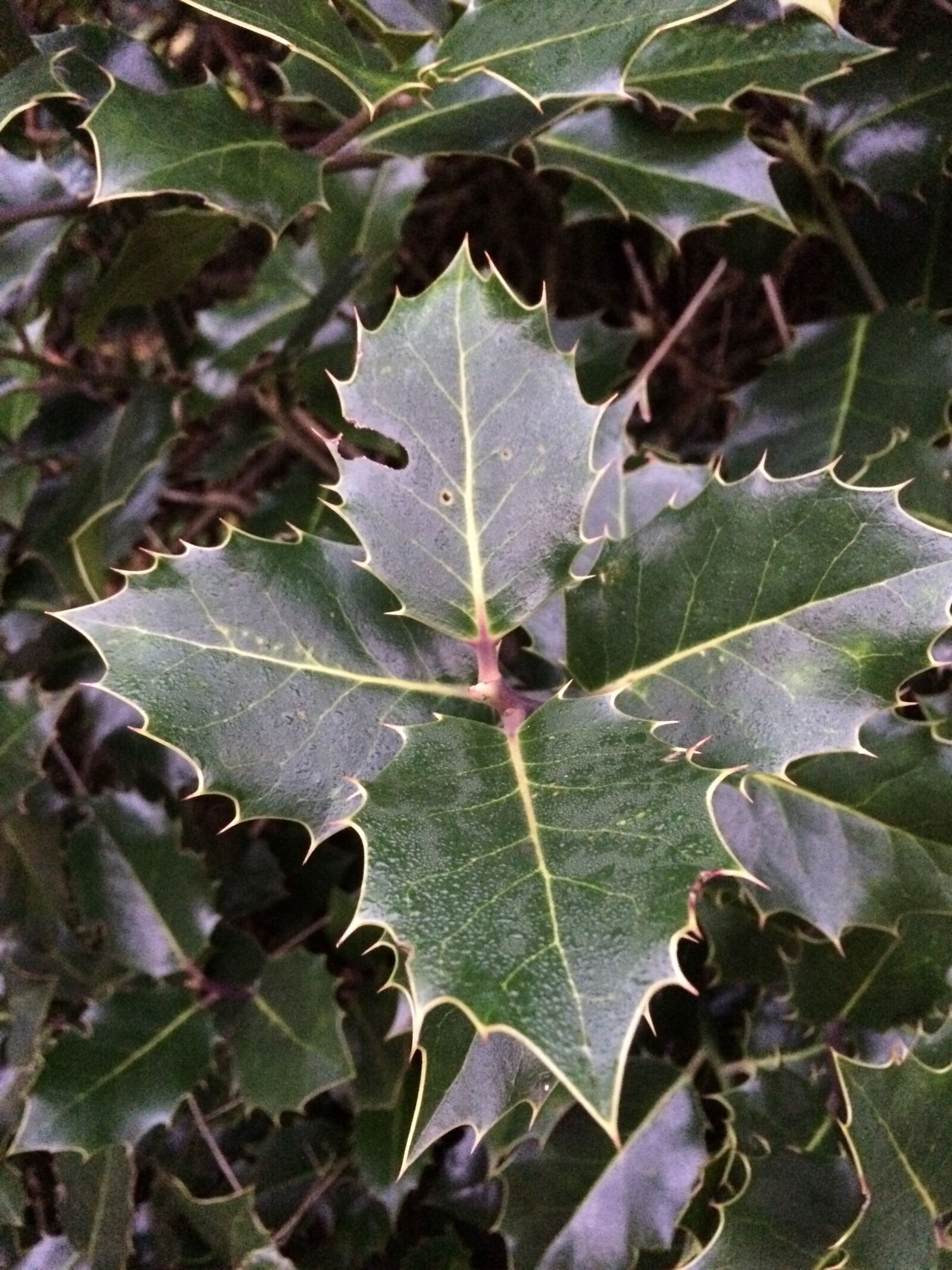 iPhone 5s back camera 4.15mm f/2.2 sample photo. Holly, leaves, christmas photography