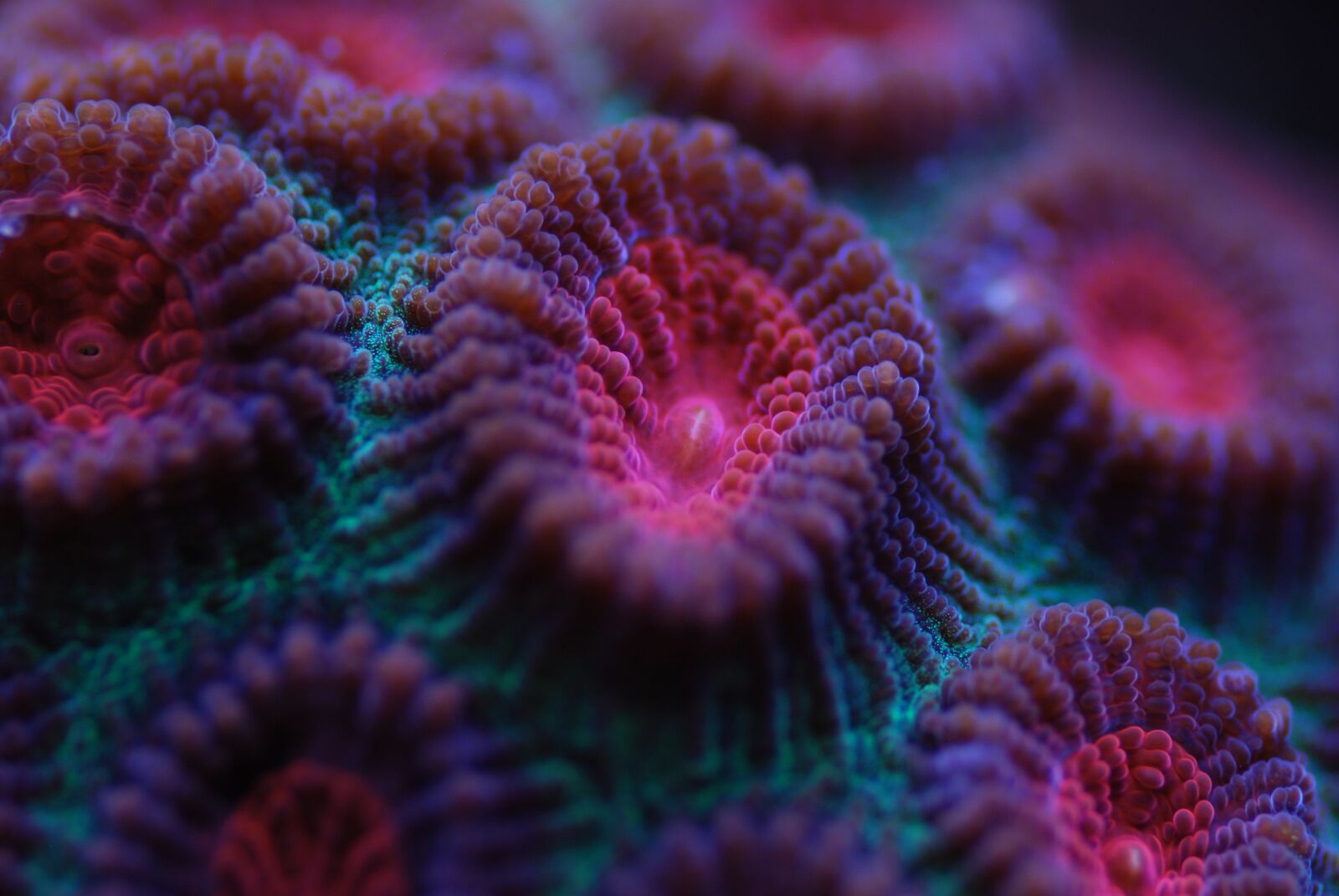 Nikon D60 sample photo. Reef tank, sps, corals photography