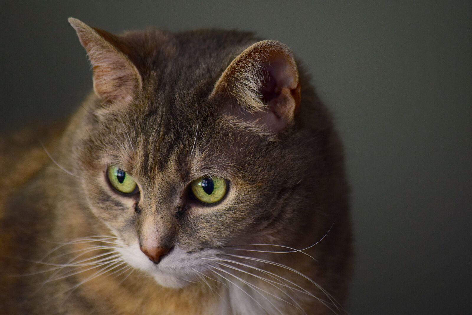 Nikon D3300 sample photo. Cat, portrait, furry photography