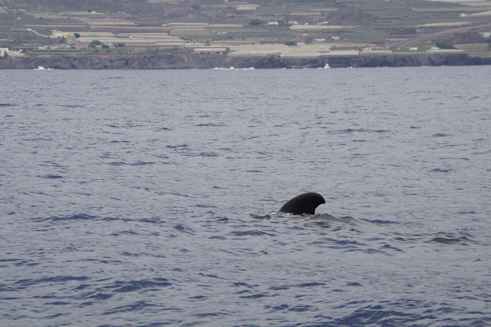 Sony SLT-A58 sample photo. Pilot whale, dolphin, pilotwal photography