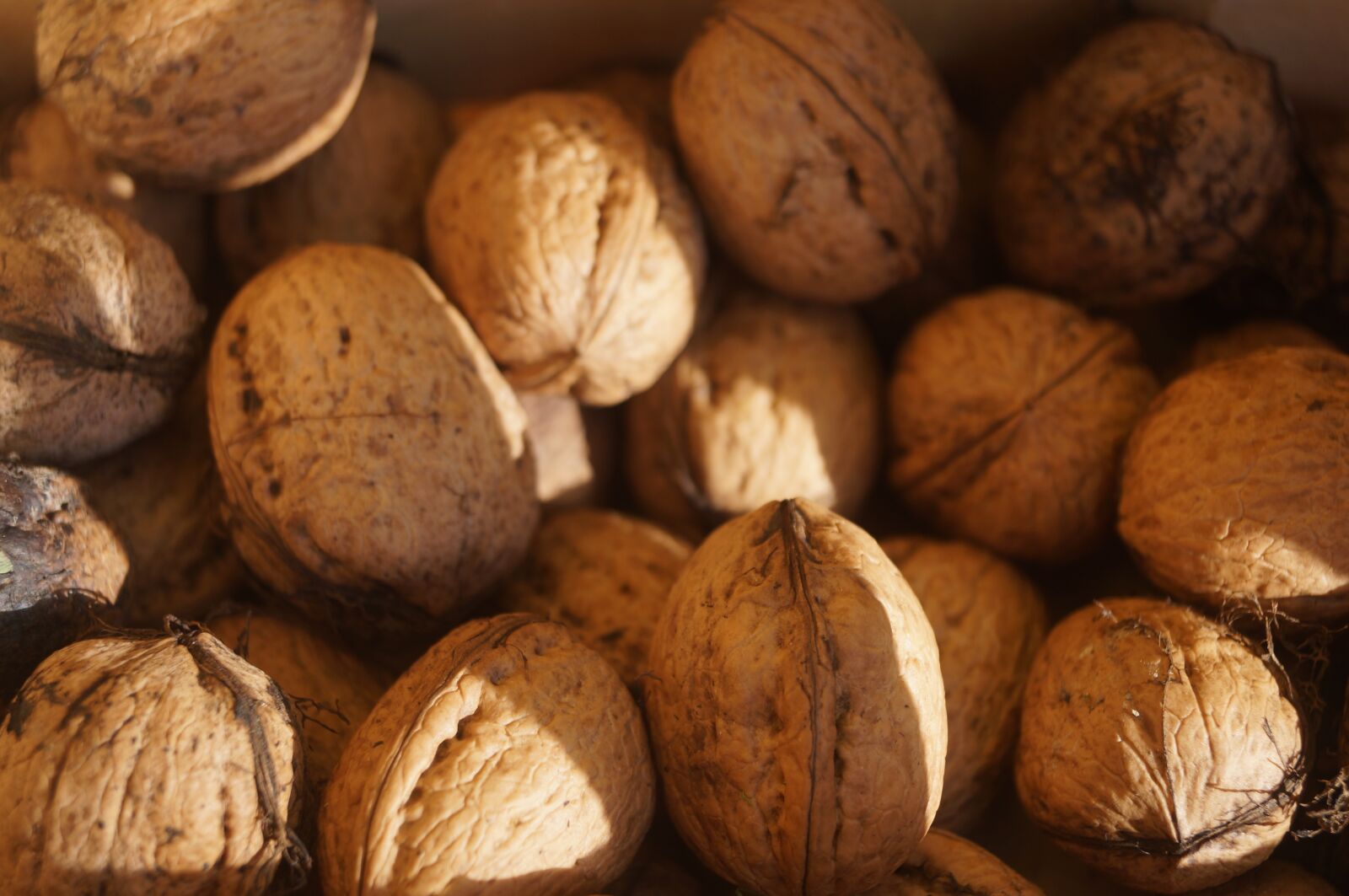 Sony SLT-A37 sample photo. Nuts, walnuts, brown photography