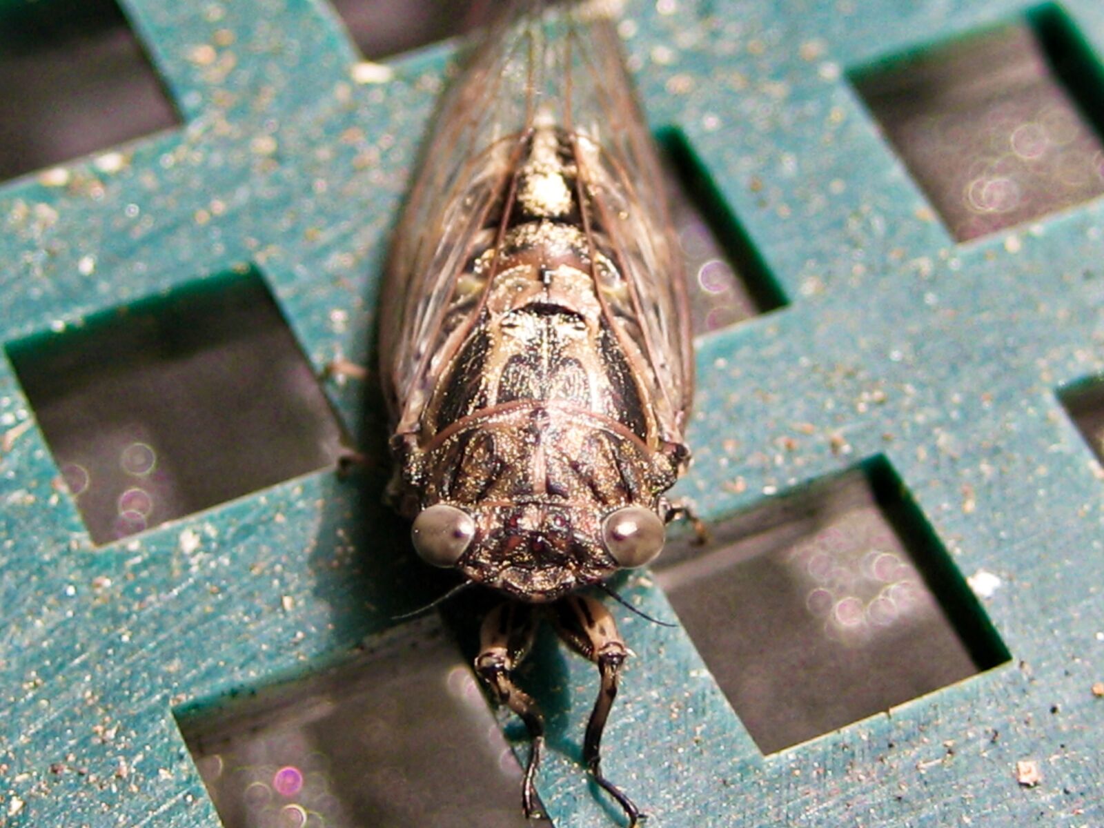 Canon DIGITAL IXUS 70 sample photo. Cicada, tick tock, physeema photography