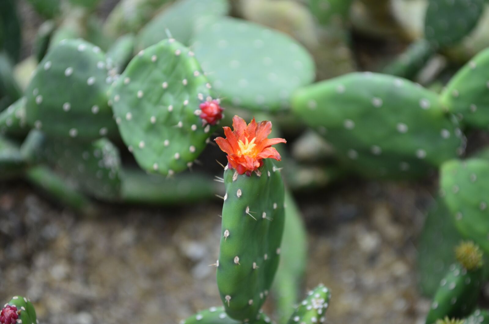 Nikon D5100 sample photo. Cacti, nature, flower photography