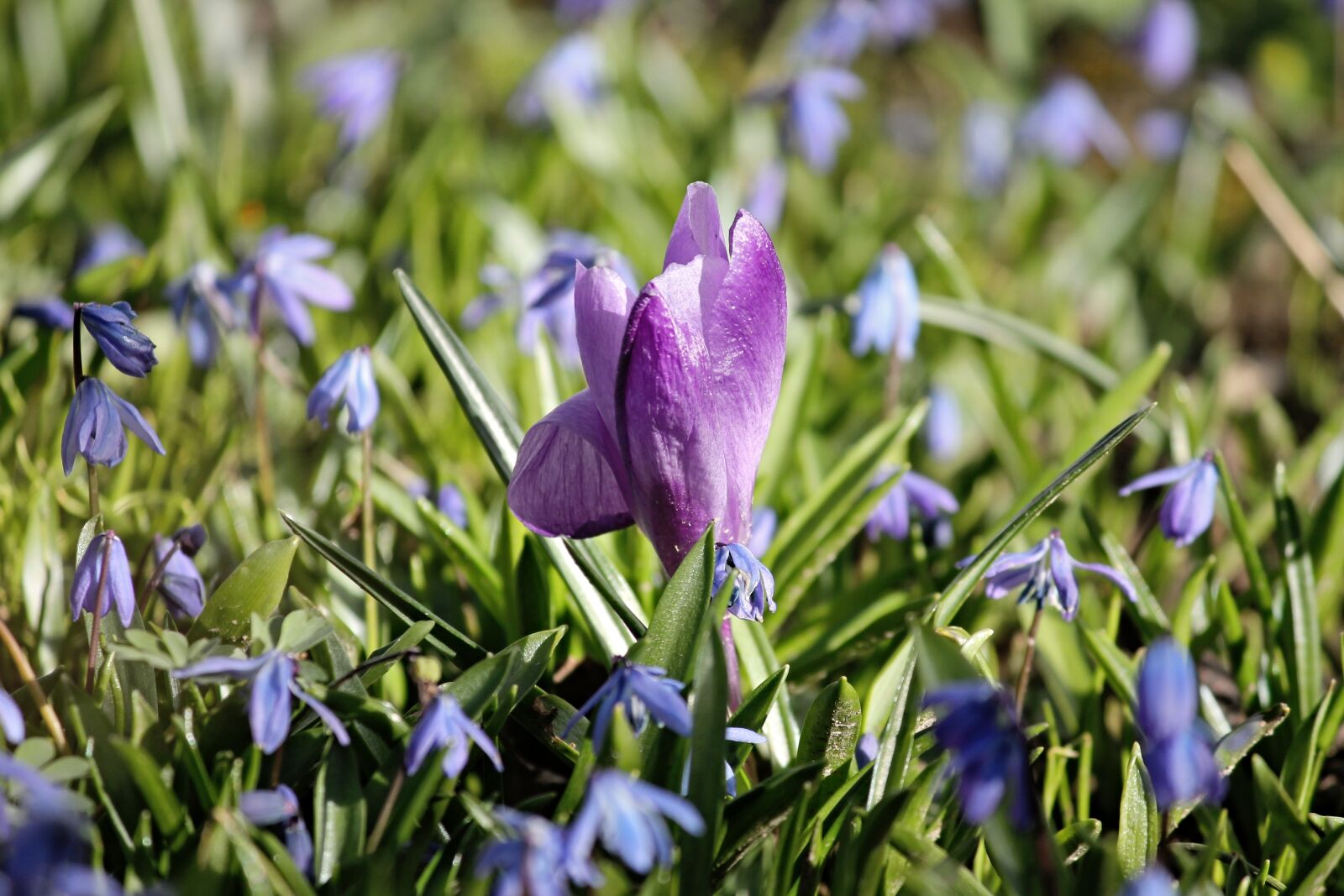 Canon EOS 1100D (EOS Rebel T3 / EOS Kiss X50) sample photo. Crocus, spring, violet photography