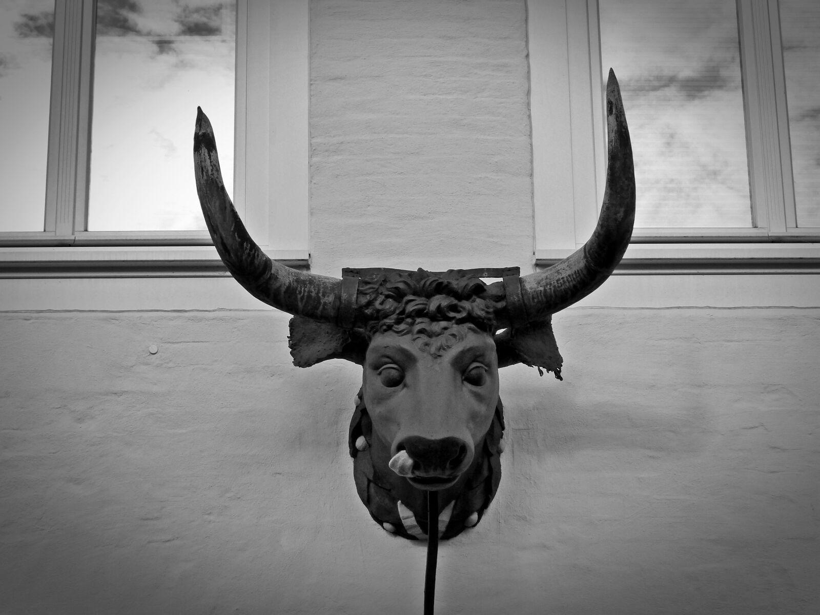 Panasonic Lumix DMC-FZ200 sample photo. Bull, bull head, bust photography