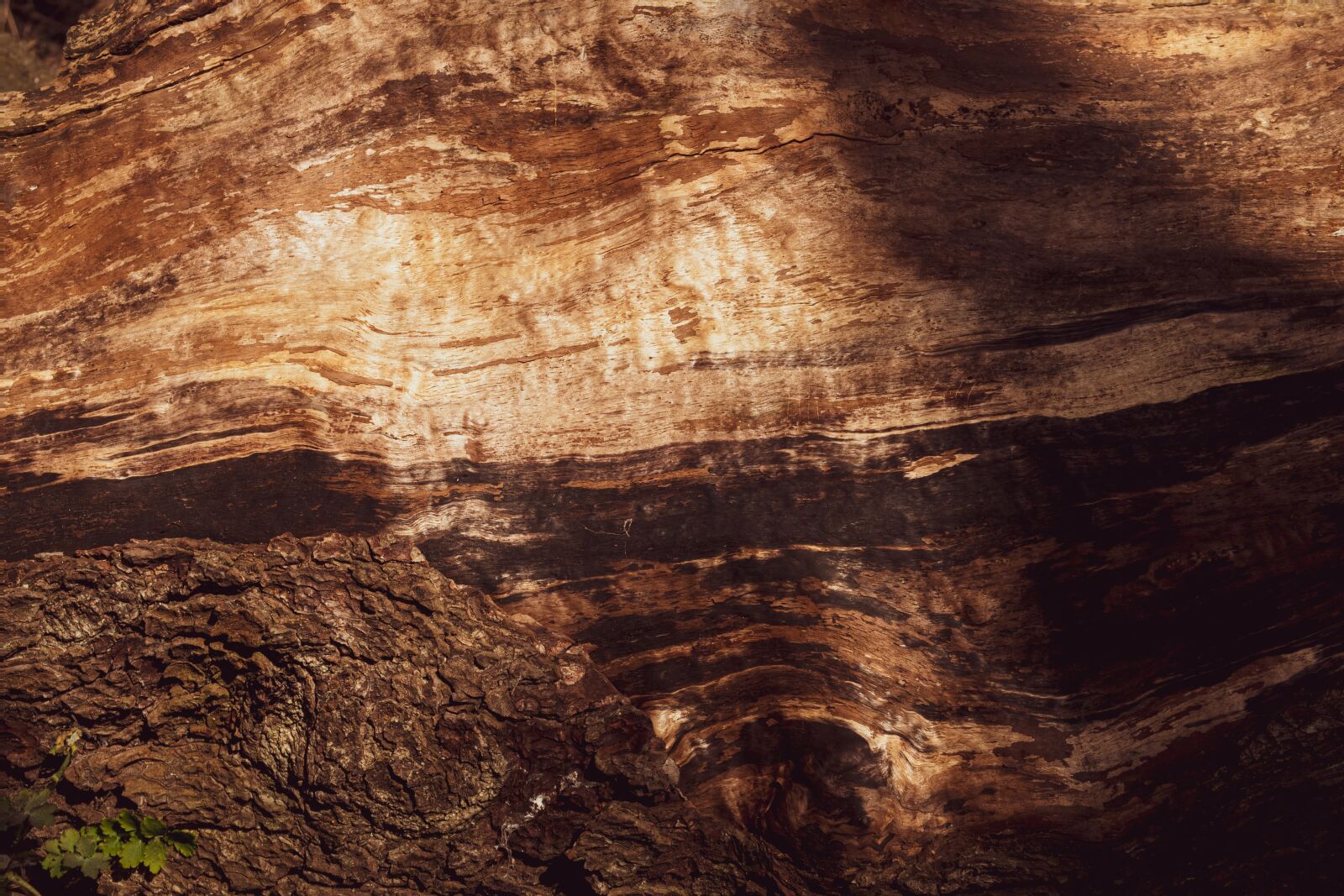 Canon PowerShot G7 X Mark II sample photo. Wood closeup, background, texture photography