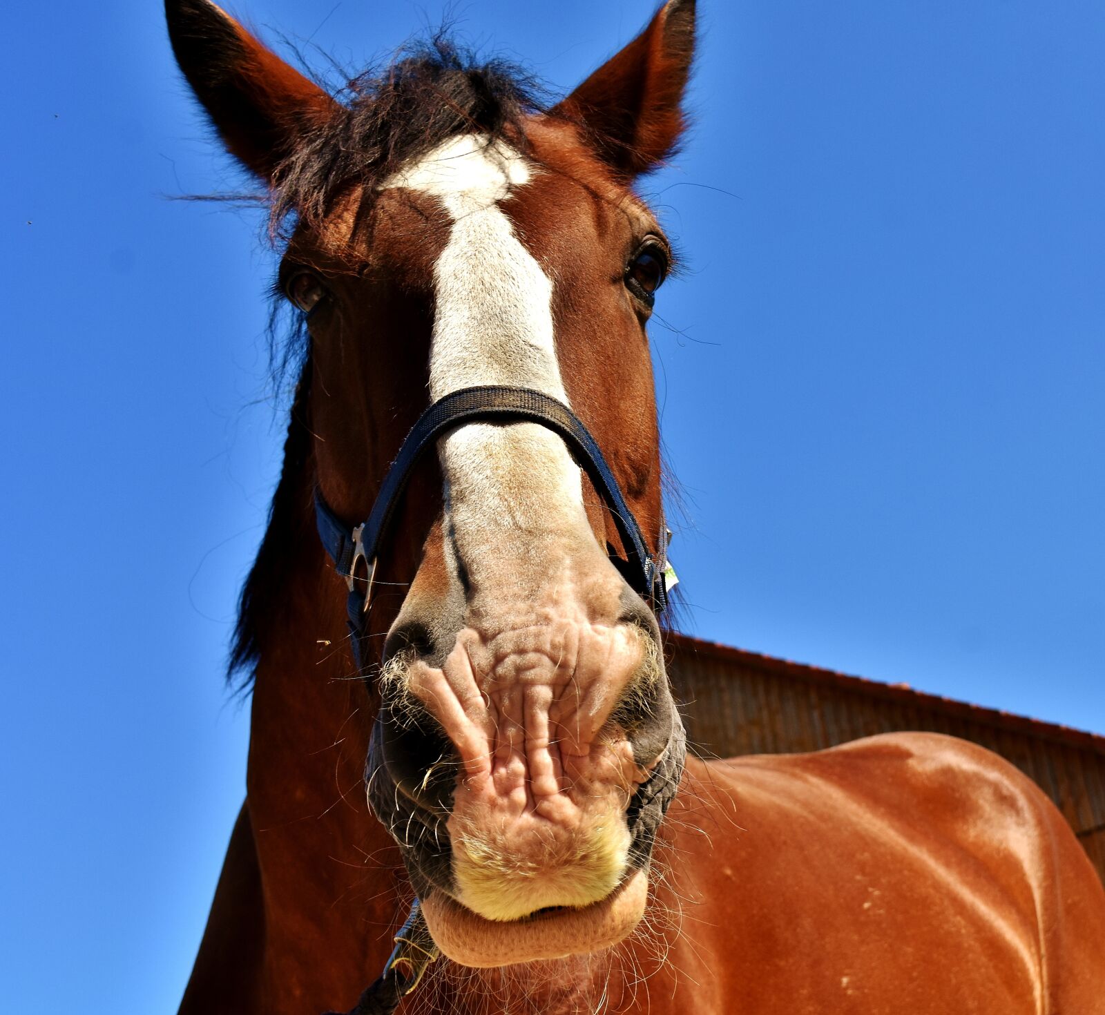 Nikon D7200 sample photo. Shire horse, horse, big photography