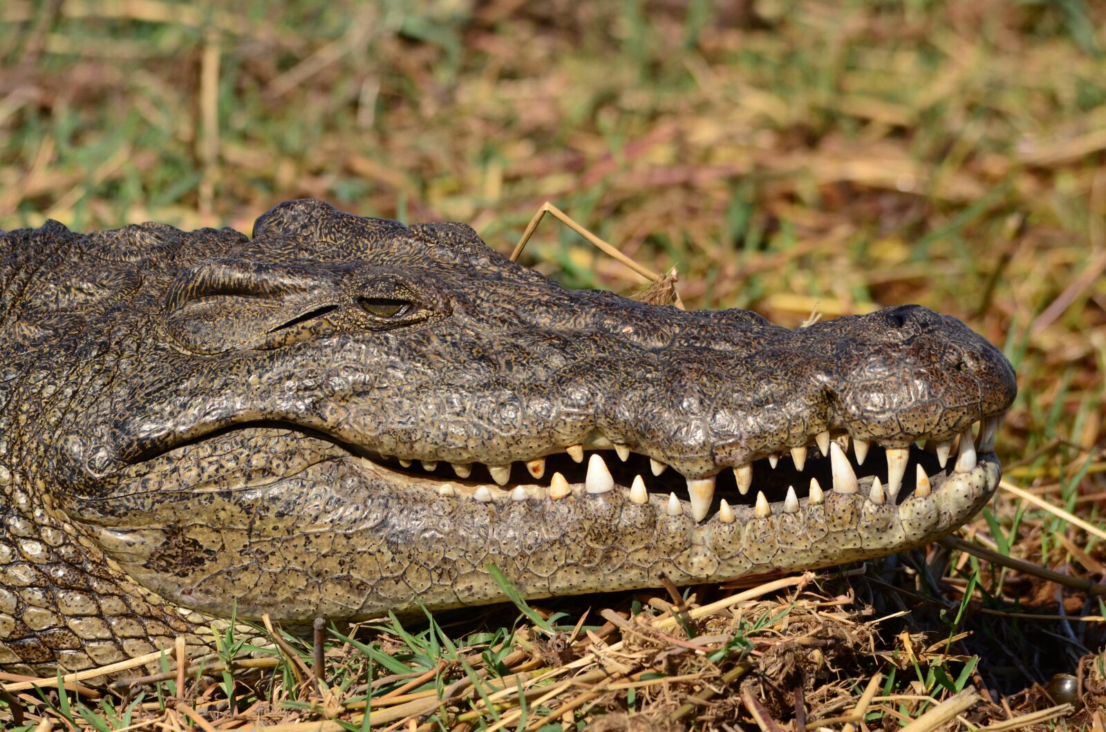 Nikon D7000 sample photo. Crocodile, botswana, chobe photography