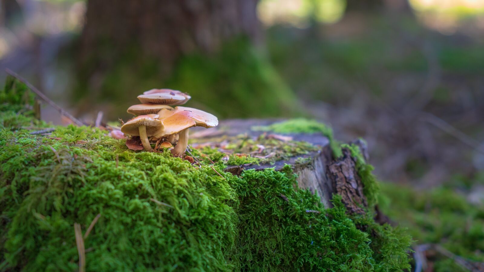 Sony a7 II + Sony Vario Tessar T* FE 24-70mm F4 ZA OSS sample photo. Autumn forest, mushrooms, autumn photography