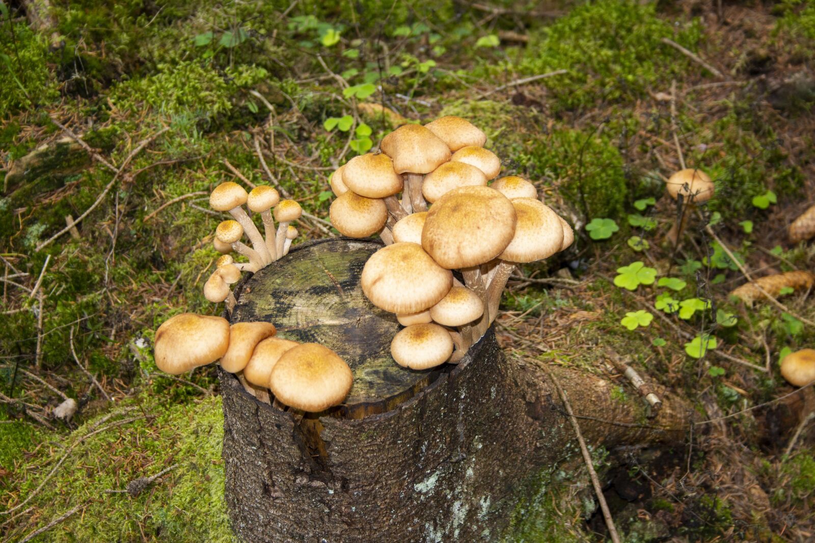 Canon EF-S 18-55mm F3.5-5.6 II sample photo. Mushrooms, autumn, nature photography