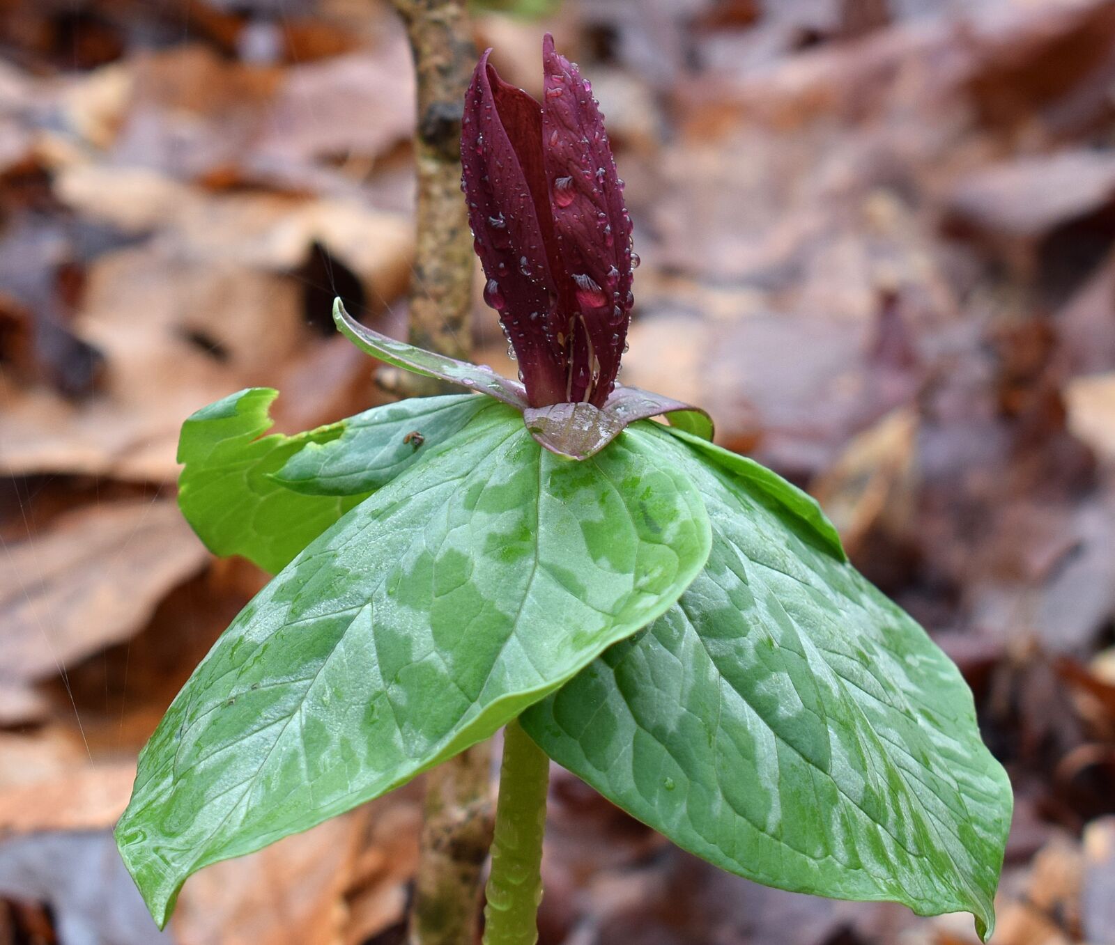 Nikon D3300 sample photo. Trillium recurvatum, dark red photography