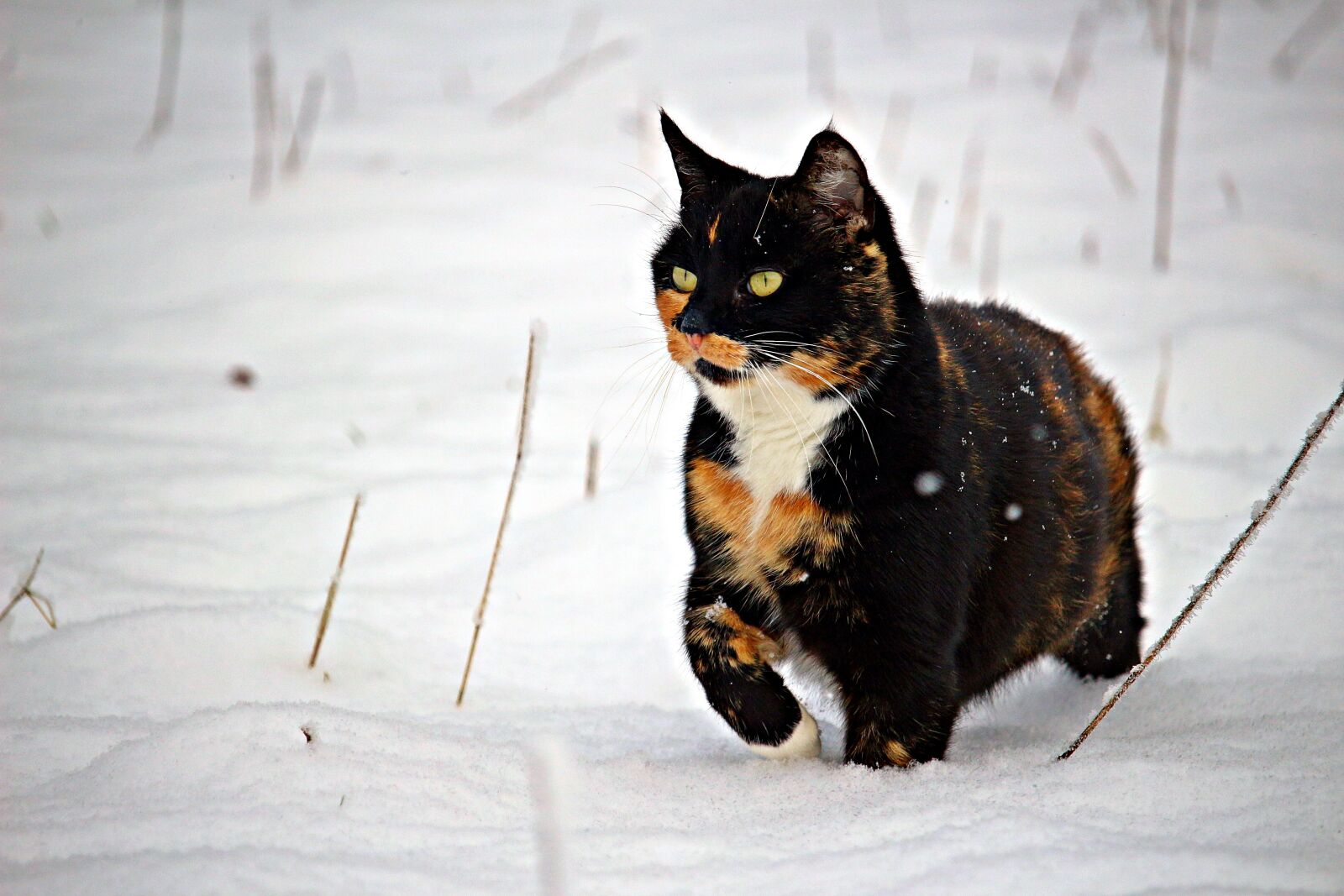 Canon EOS 100D (EOS Rebel SL1 / EOS Kiss X7) sample photo. Cat, snow, winter photography