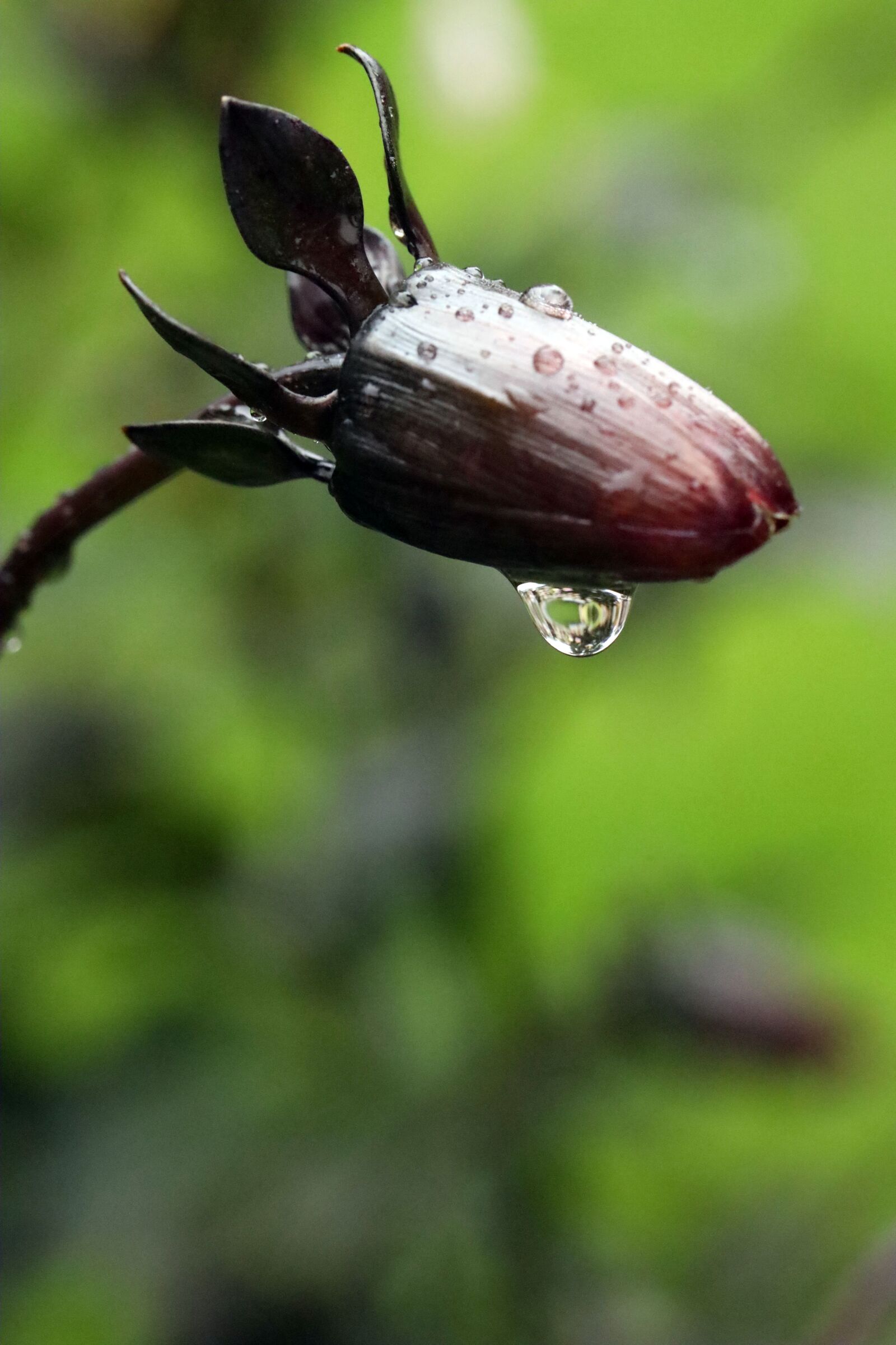 Canon EF 100mm F2.8L Macro IS USM sample photo. Rain drop, water drop photography