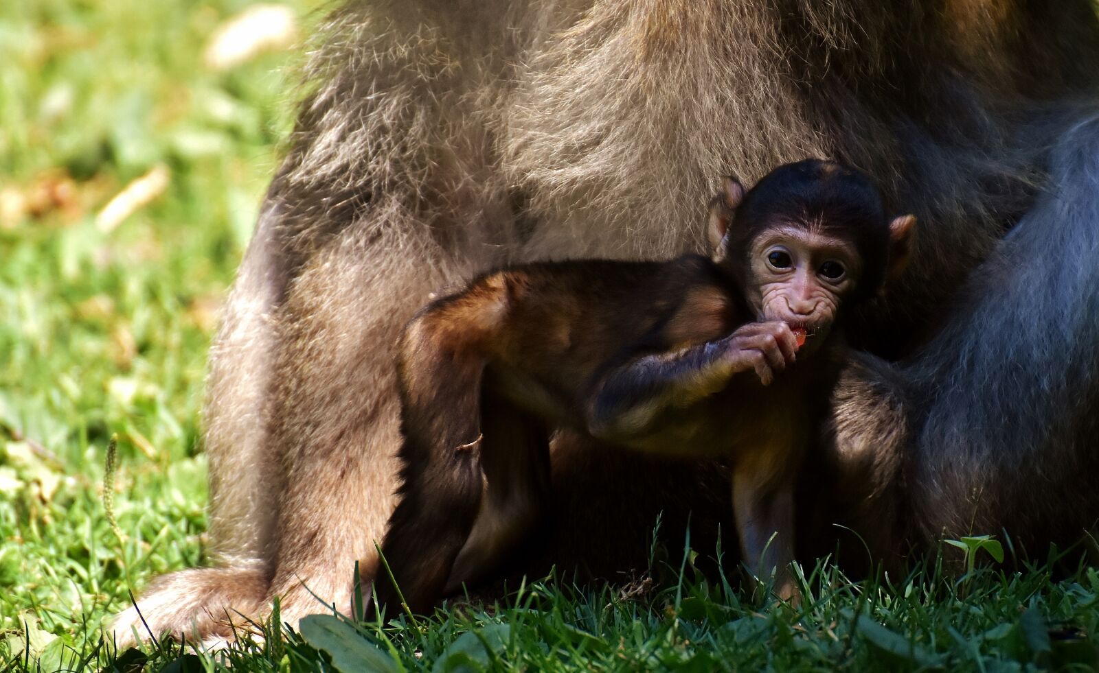 Nikon D7200 sample photo. Ape, baby monkey, barbary photography