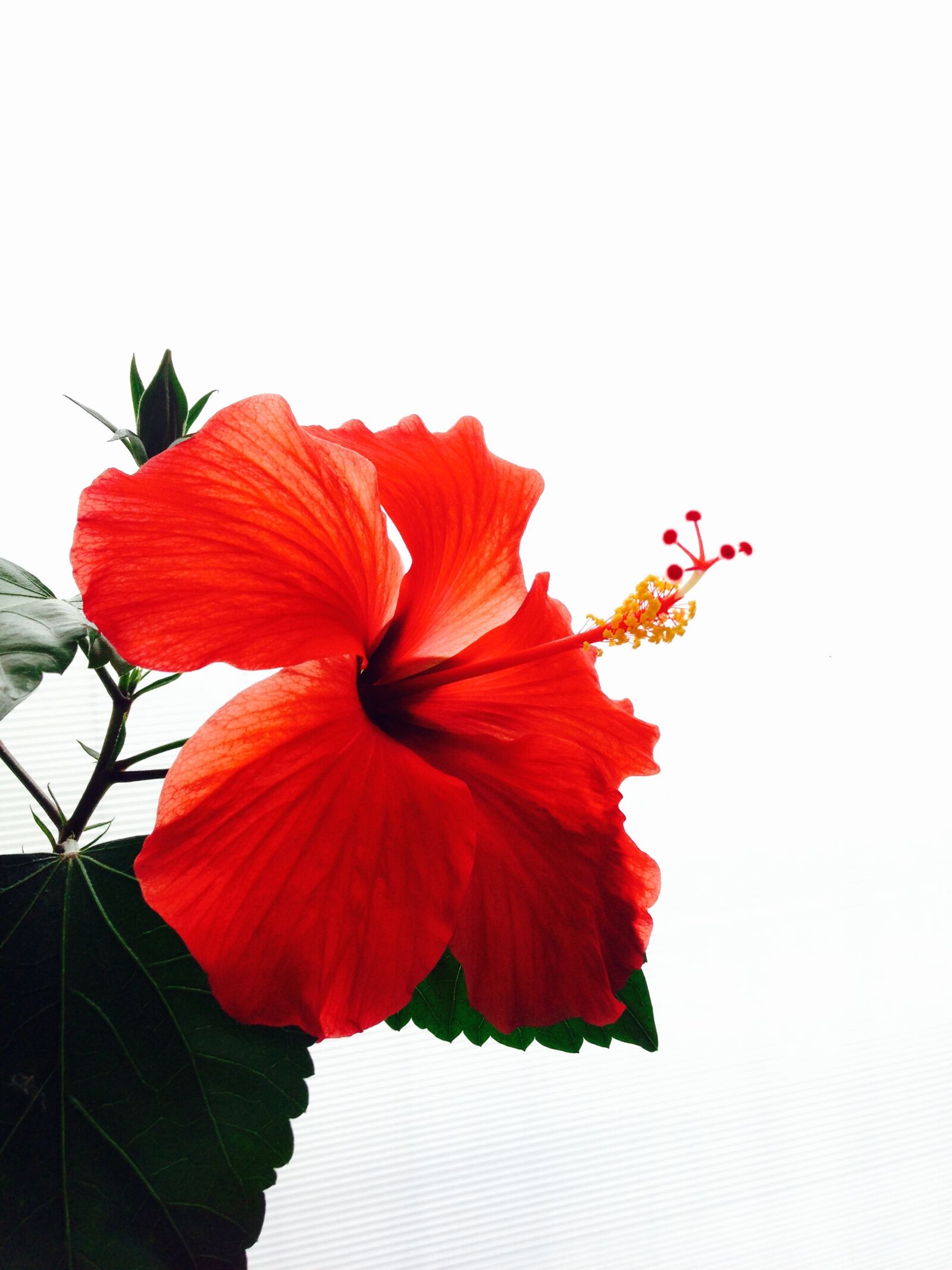 Apple iPhone 5 sample photo. Hibiscus, red, flowers photography