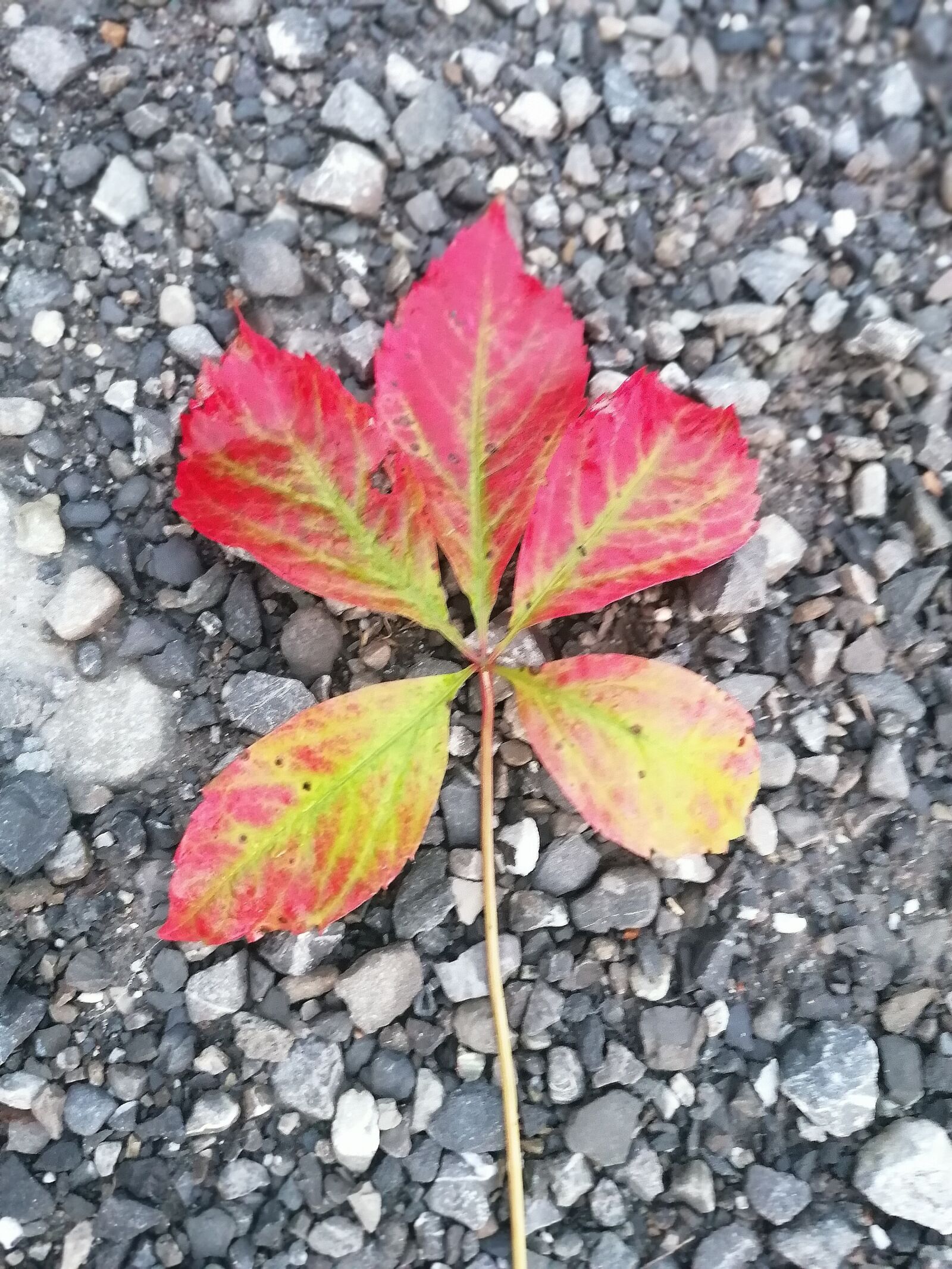 HUAWEI MAR-LX1A sample photo. Autumn, leaf, colorful photography