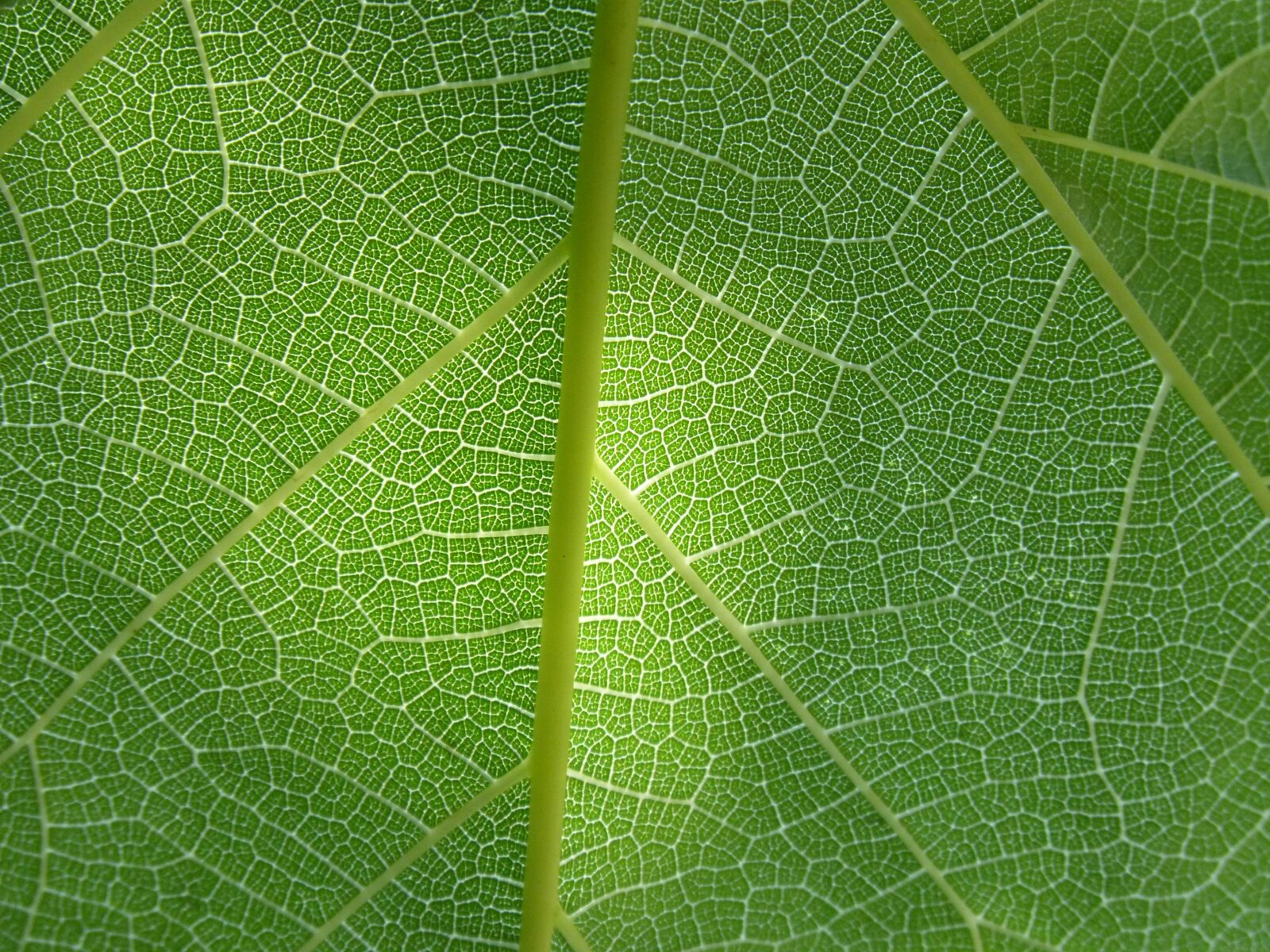 Panasonic DMC-FZ62 sample photo. Leaf, plant background, ramifications photography
