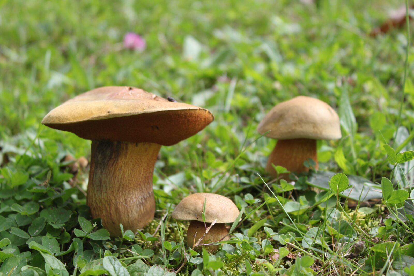 Canon EOS 500D (EOS Rebel T1i / EOS Kiss X3) sample photo. Nature, mushrooms, autumn photography