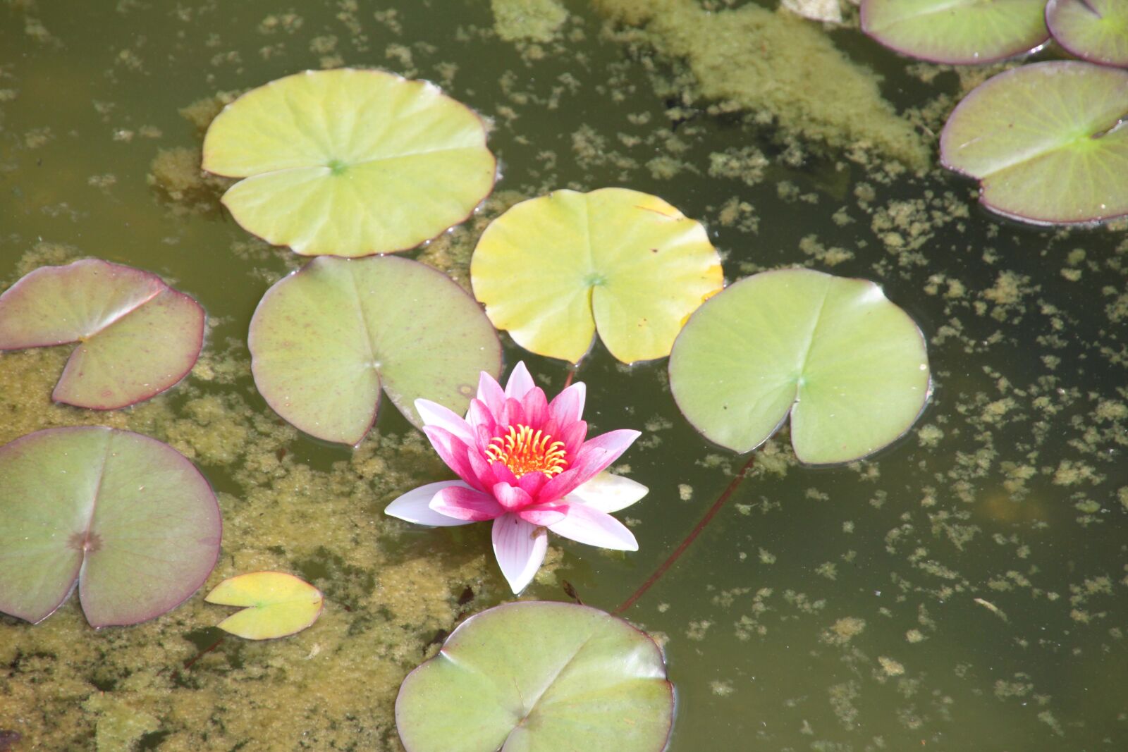 Canon EOS 500D (EOS Rebel T1i / EOS Kiss X3) sample photo. Water lily, water, pond photography